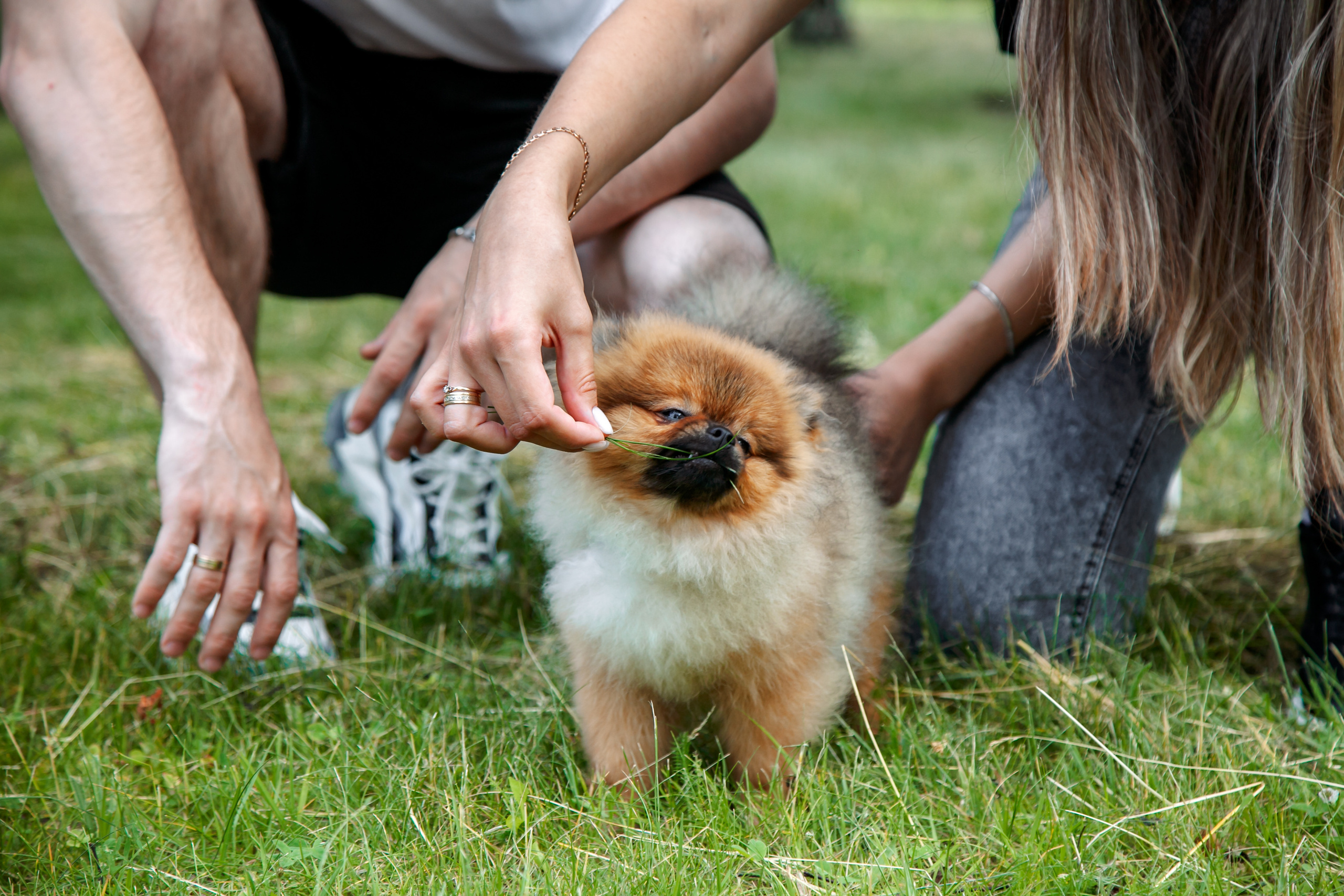 Диана, Юрий и Гуччи. Свадебный и семейный фотограф в Минске Духович Татьяна