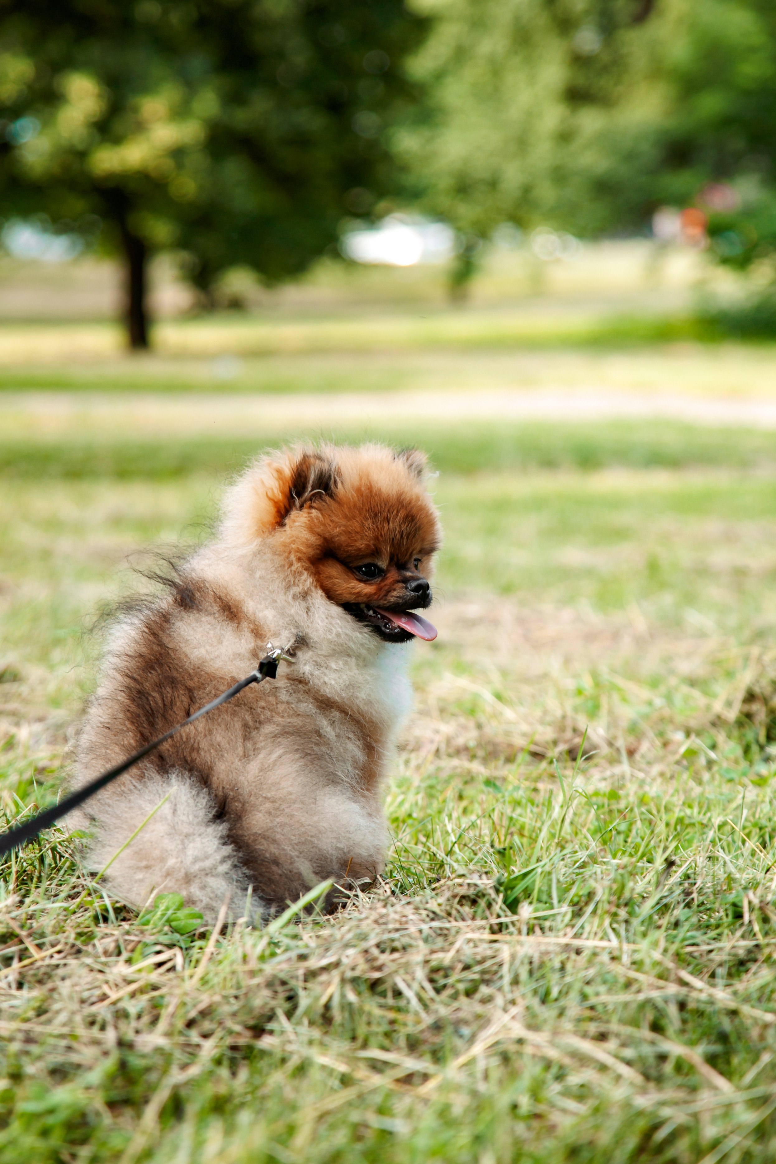 Диана, Юрий и Гуччи. Свадебный и семейный фотограф в Минске Духович Татьяна