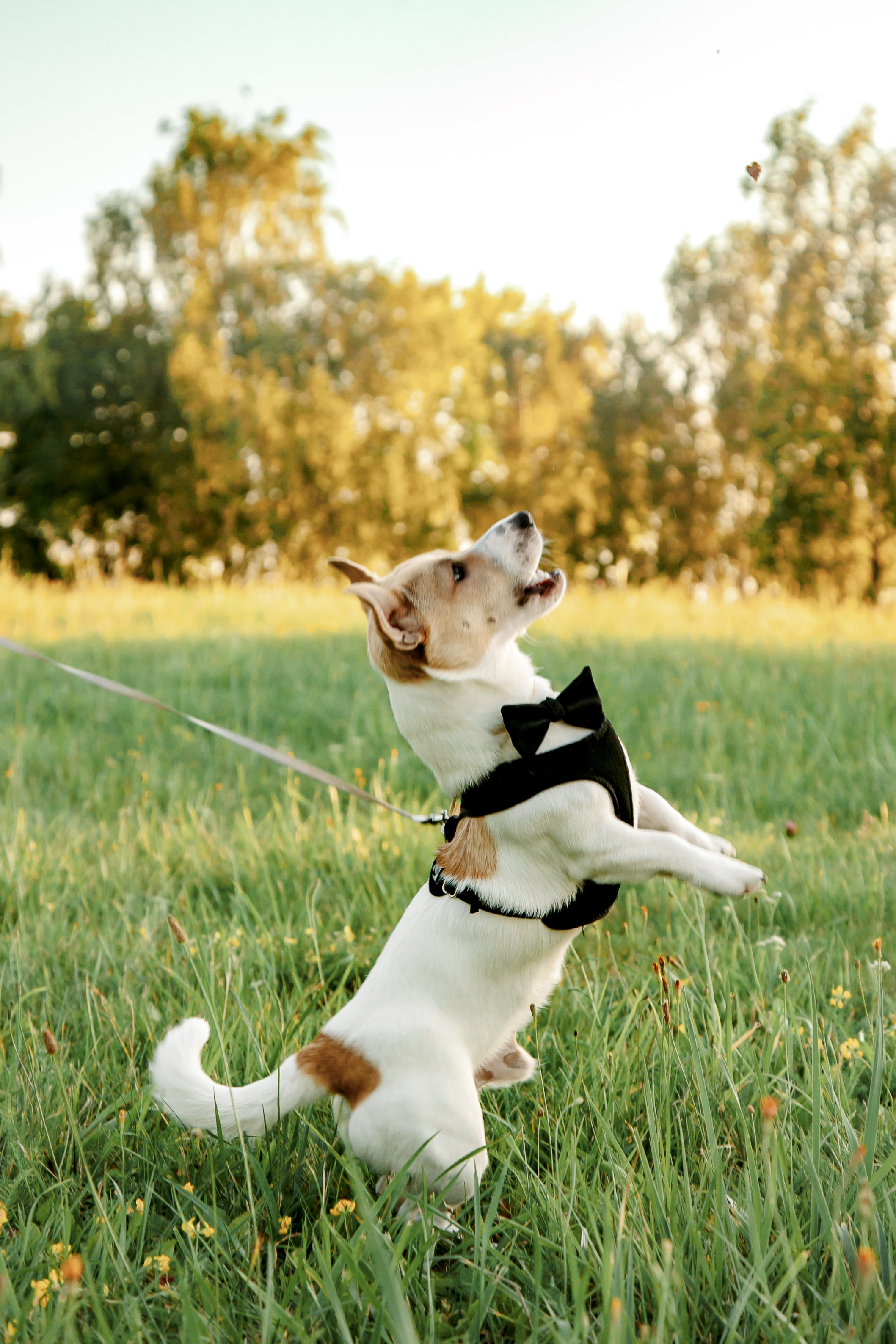 Юля, Артем, Андрей, Джек. Свадебный и семейный фотограф в Минске Духович Татьяна