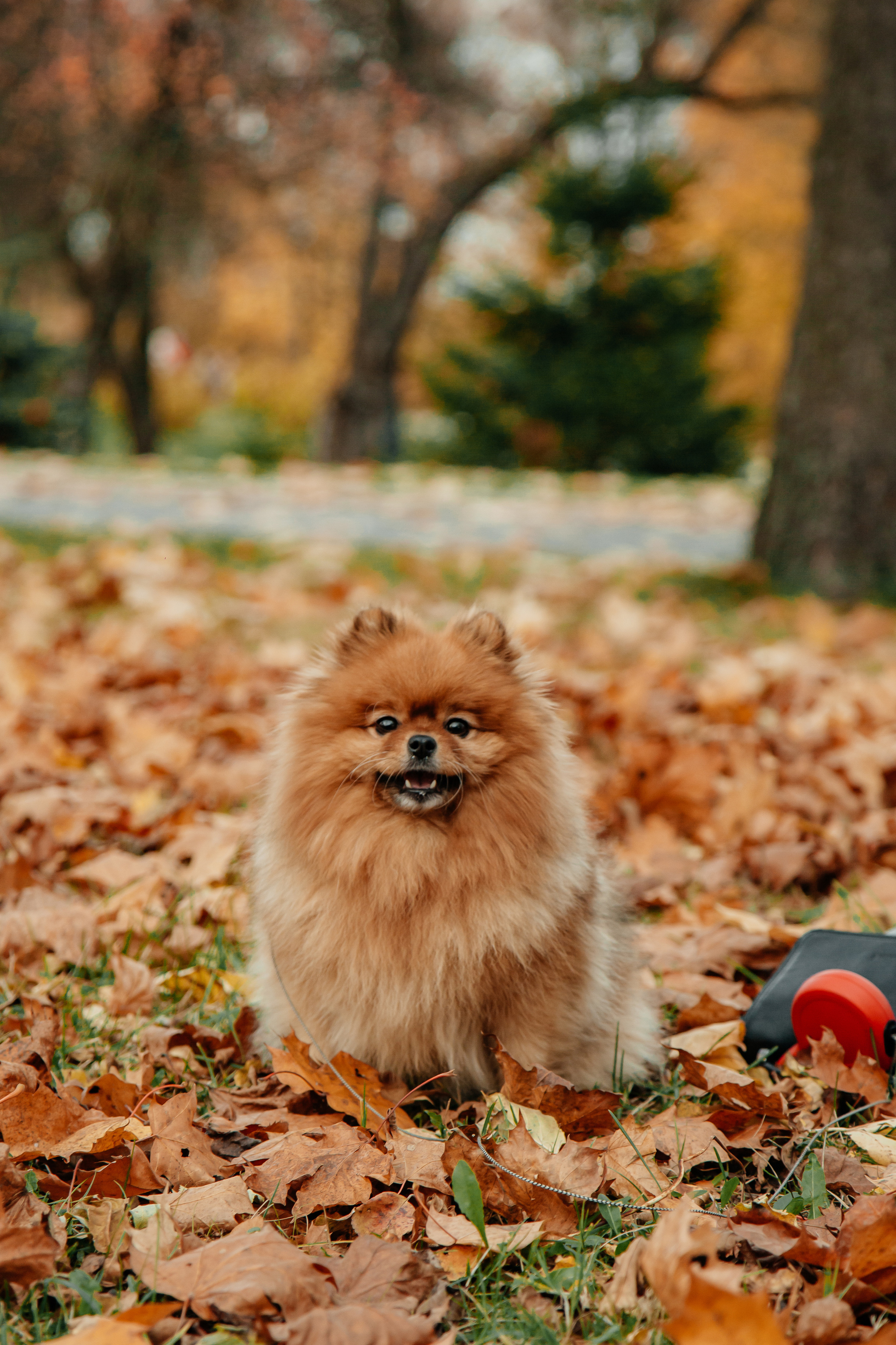 Татьяна, Игорь, Владислав, Никита. Свадебный и семейный фотограф в Минске Духович Татьяна