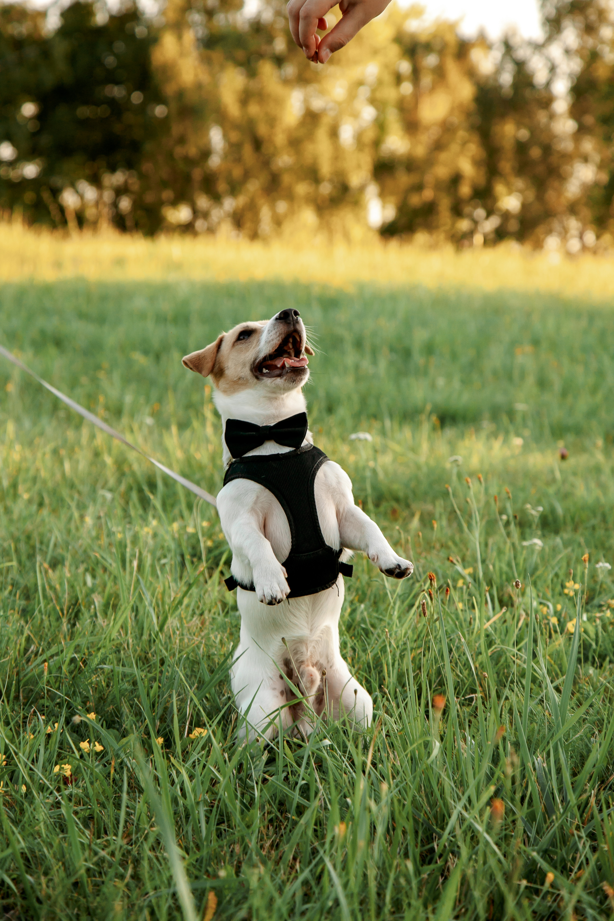 Юля, Артем, Андрей, Джек. Свадебный и семейный фотограф в Минске Духович Татьяна