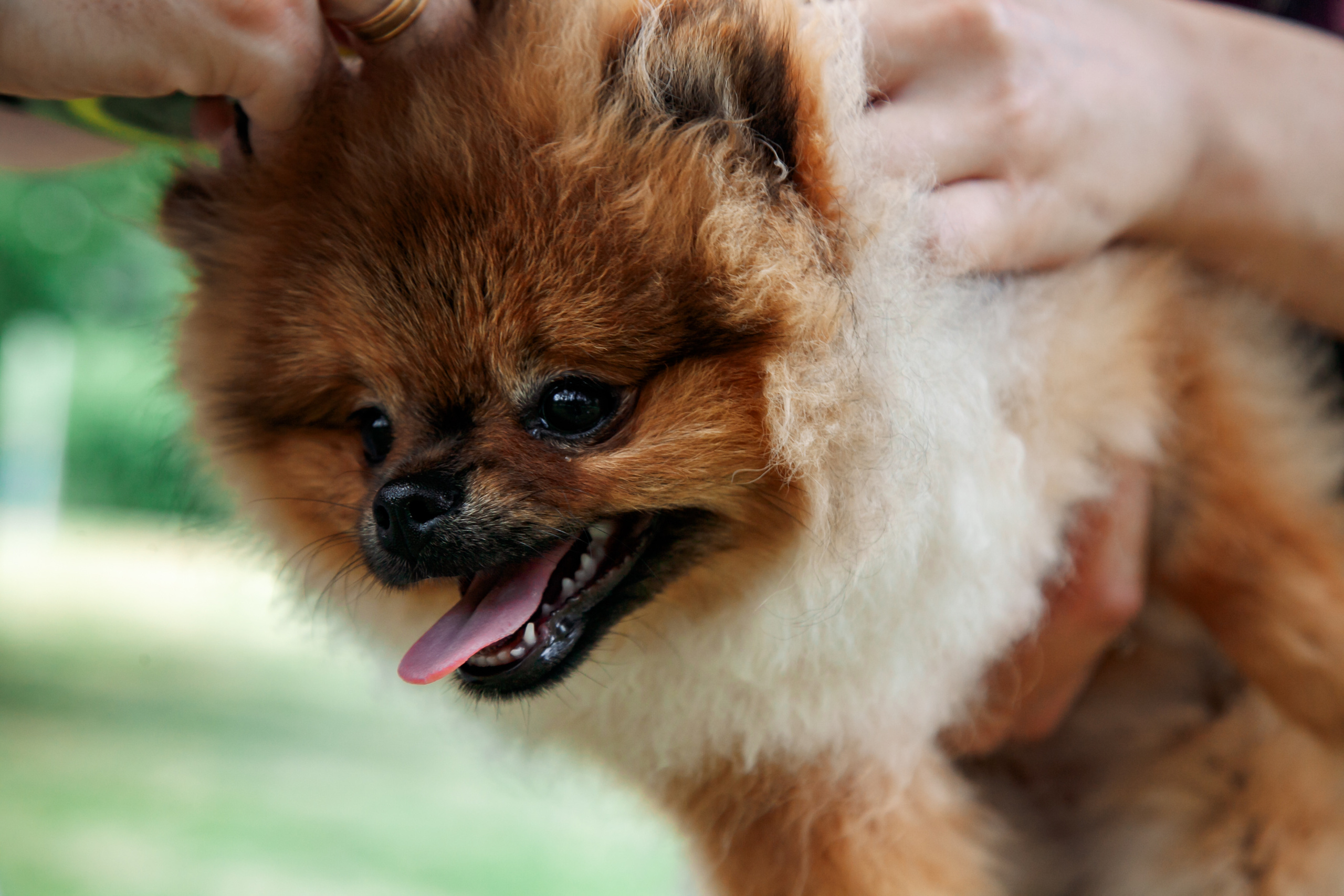 Диана, Юрий и Гуччи. Свадебный и семейный фотограф в Минске Духович Татьяна