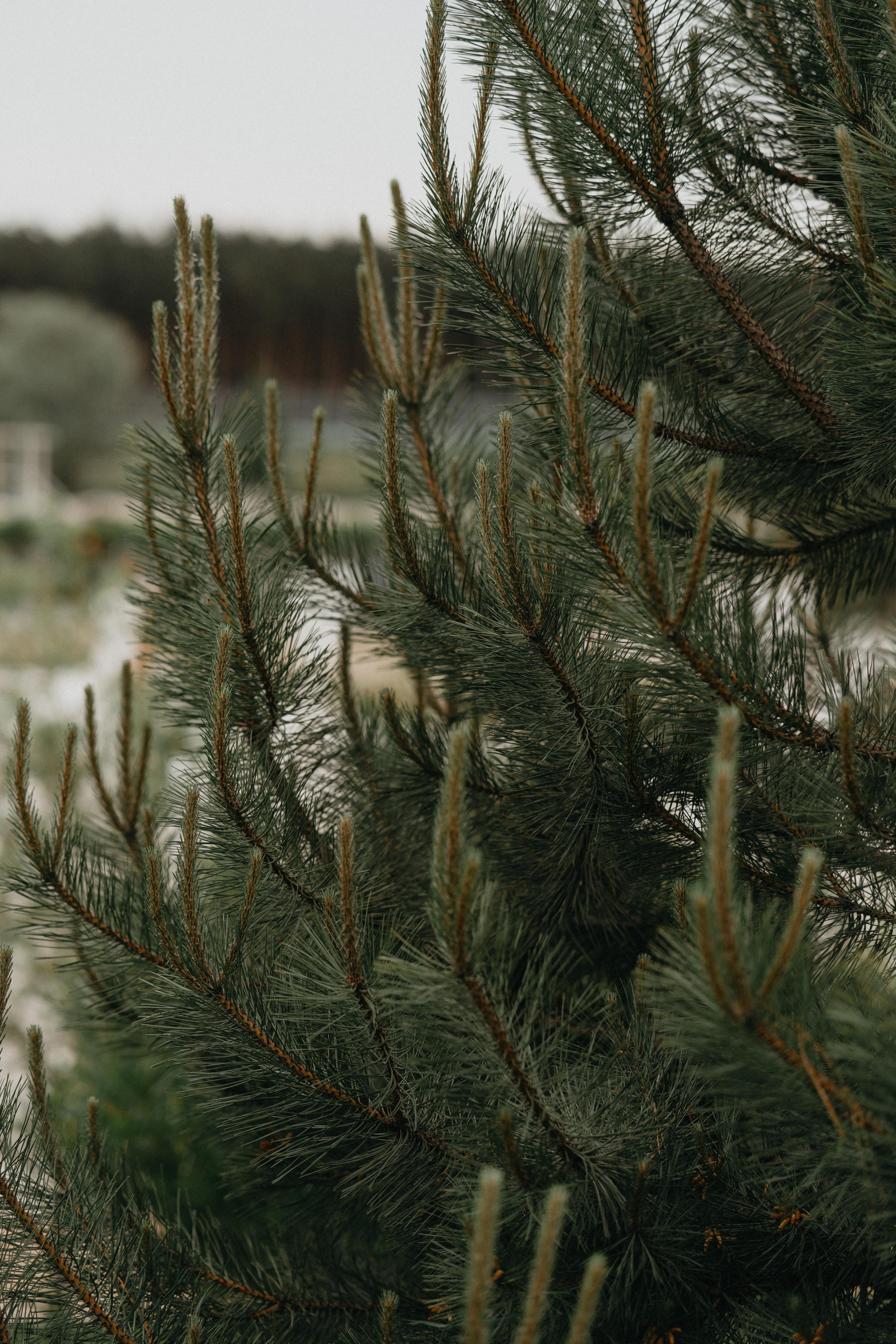Юрий и Мария. Свадебный фотограф в Белгороде Антон Каменев