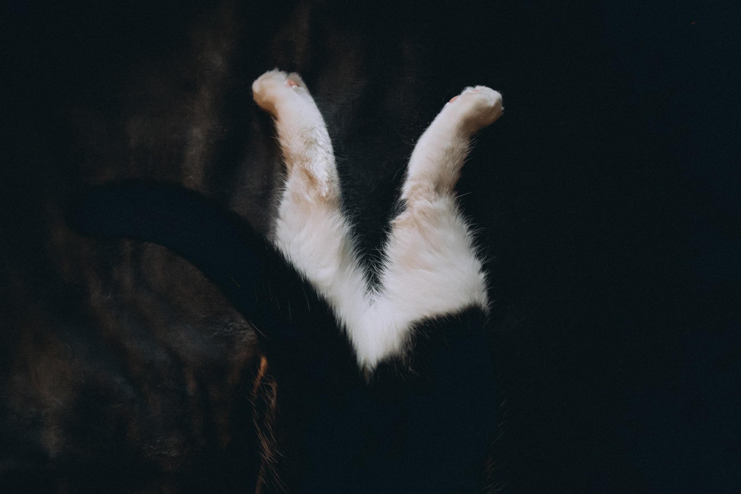 Рыся, Кепа и их семья