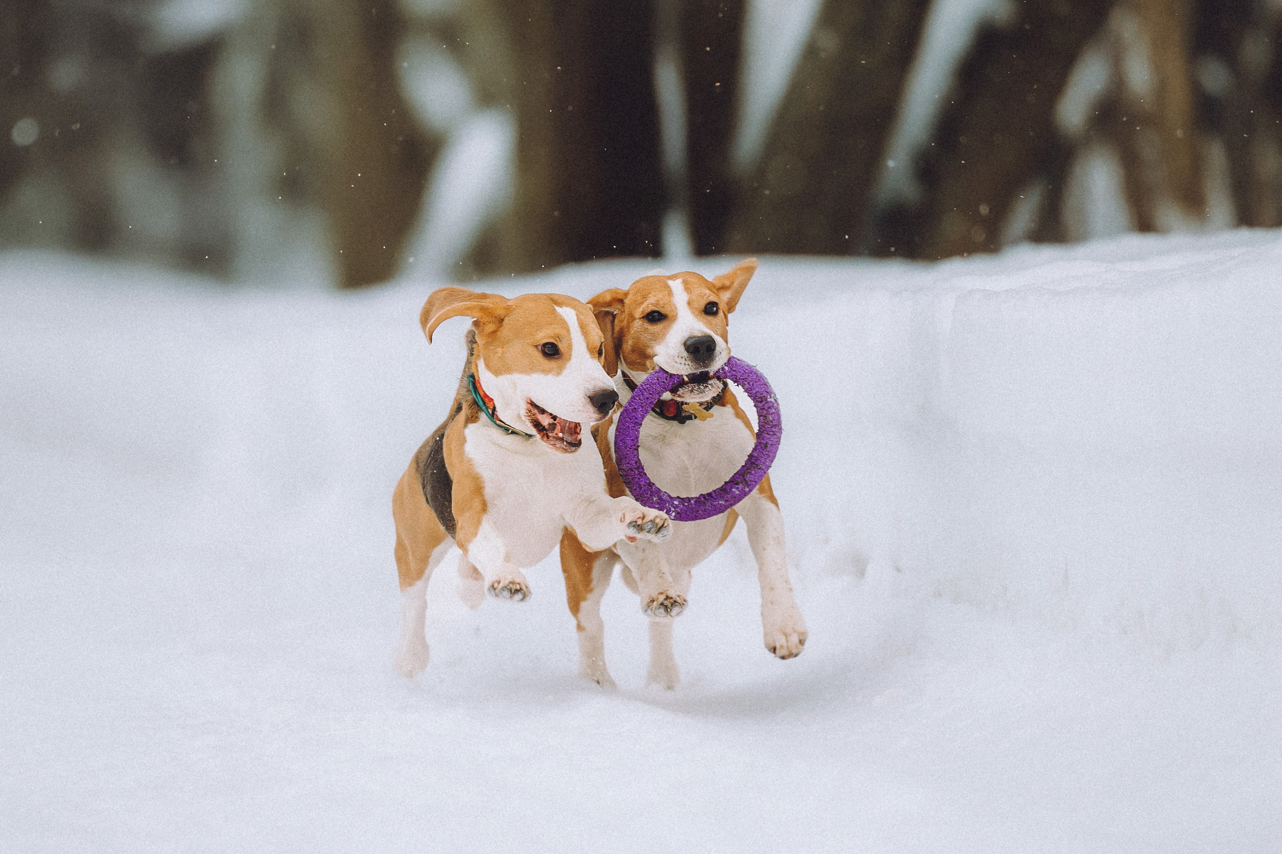 Роман, Портер и Коррес