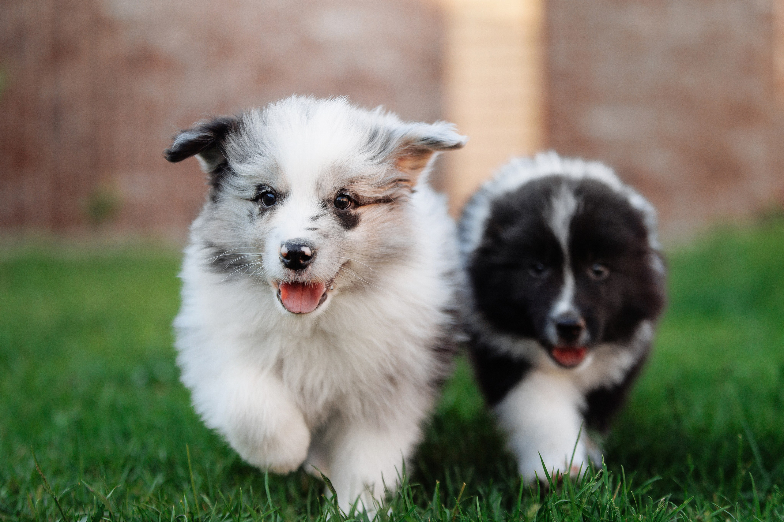 Пушистое. О нас