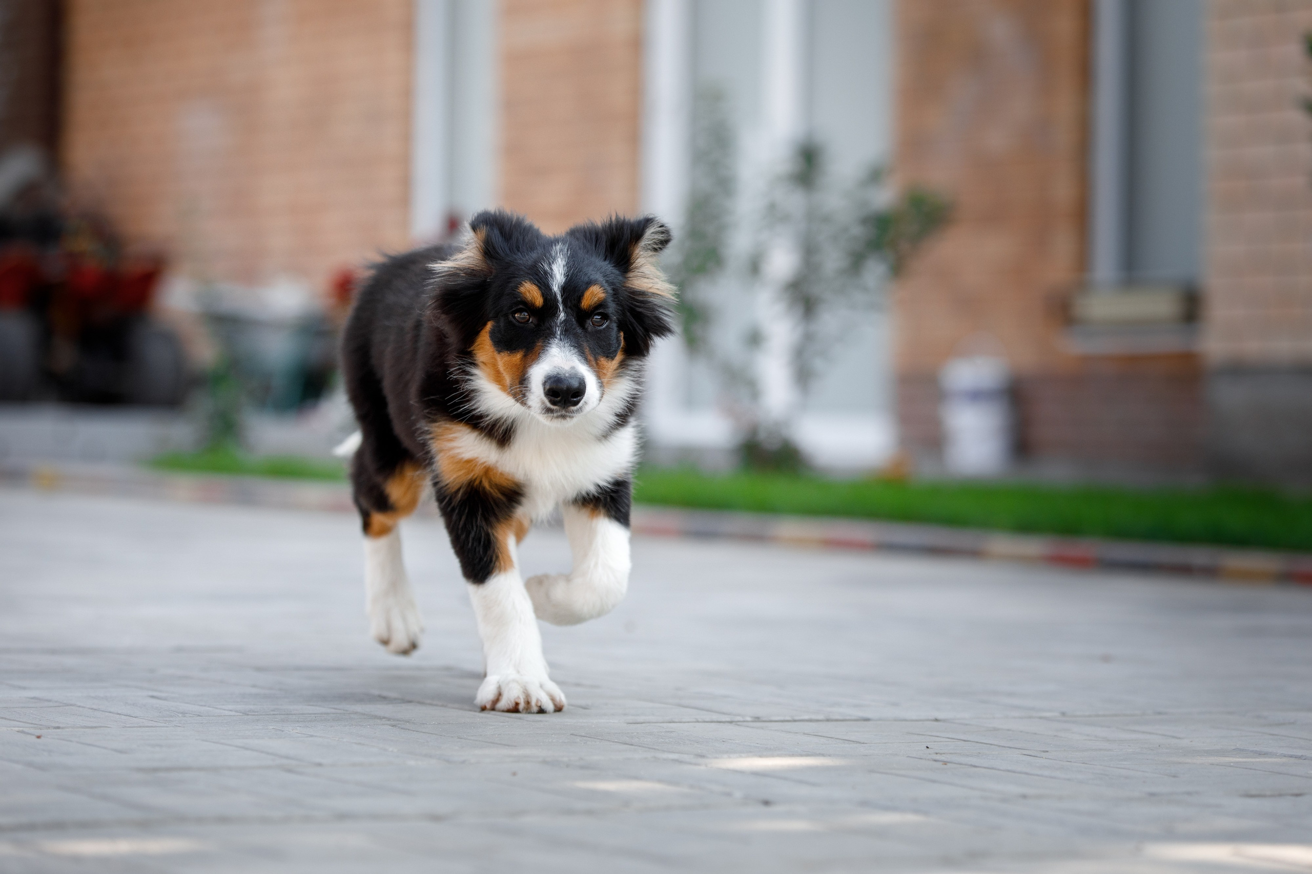 Смешарики. О нас