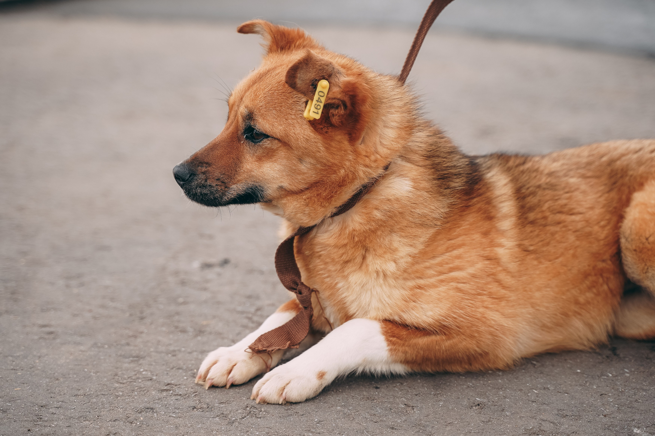 Съемка для благотворительного фонда «Дог 24». Фотограф-анималист, портретный фотограф в Чебоксарах Мария Садыкова