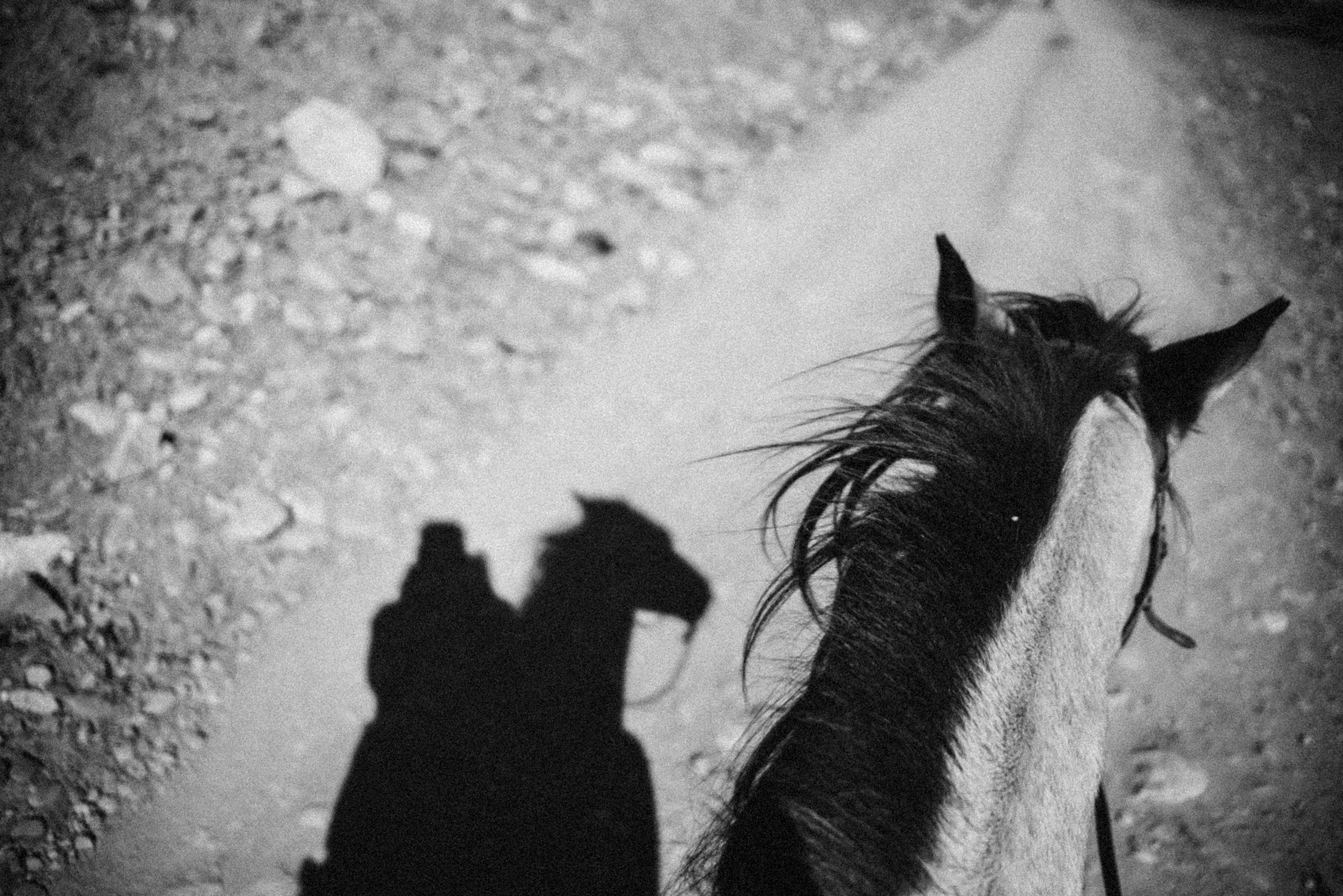 Конный поход 🇬🇪 «PVD Club». Anita_photo