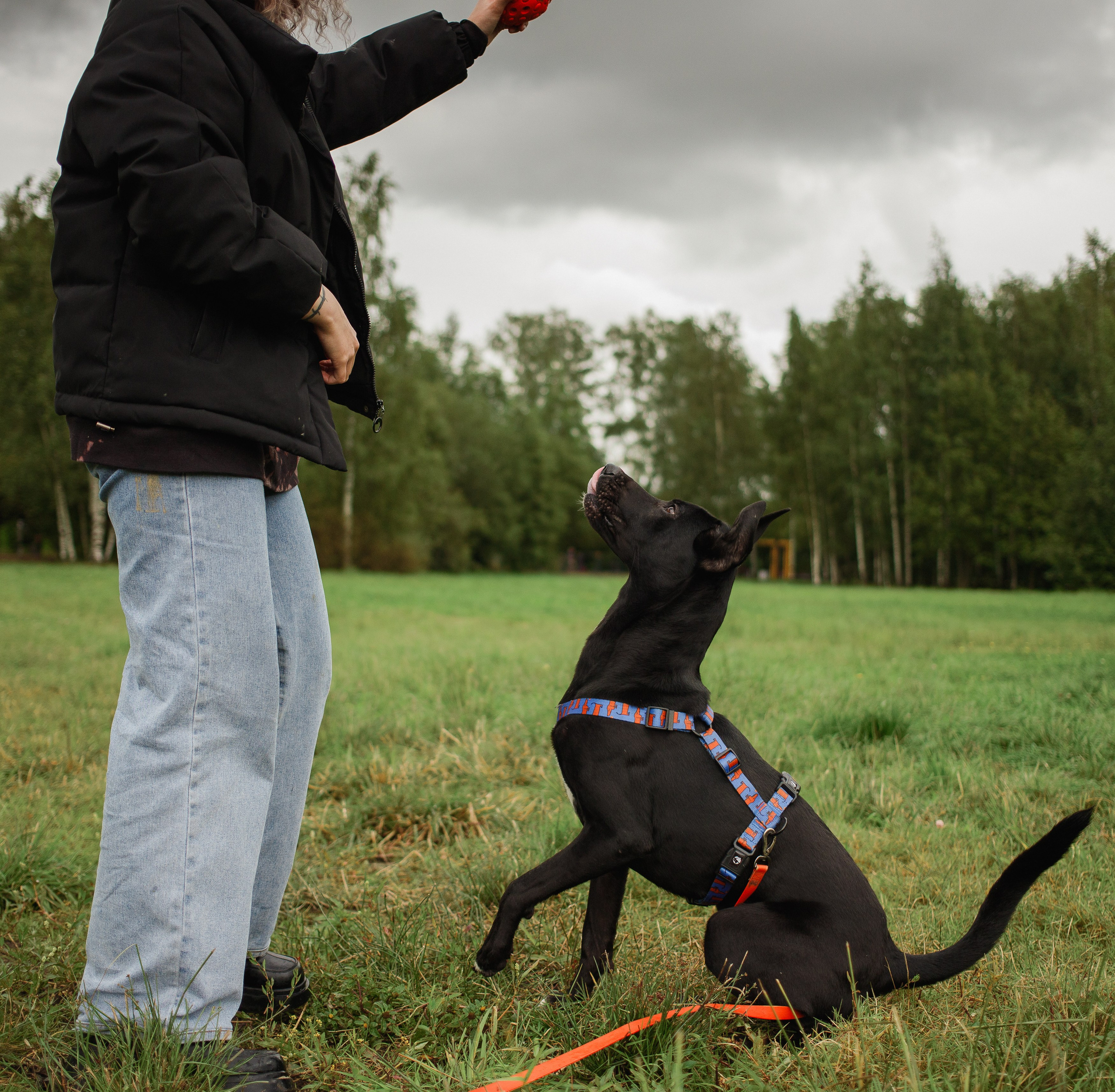 Отис ищет дом. Портретный фотограф в Санкт-Петербурге Катя Протасевич