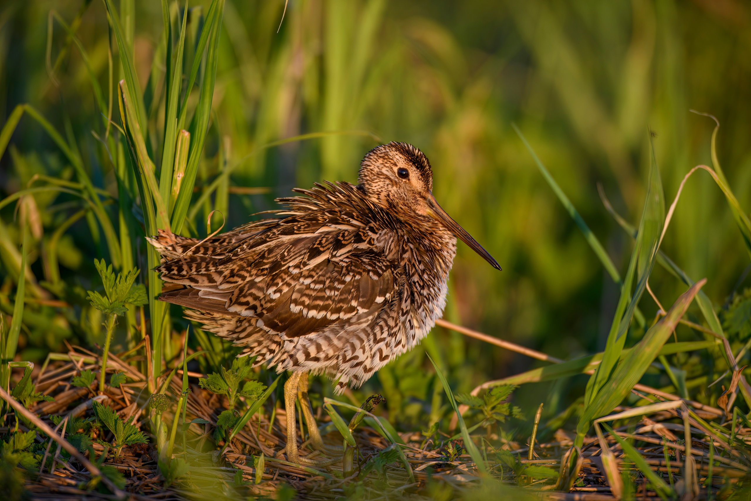 На дупелином току. Фотограф Сергей Пупонин