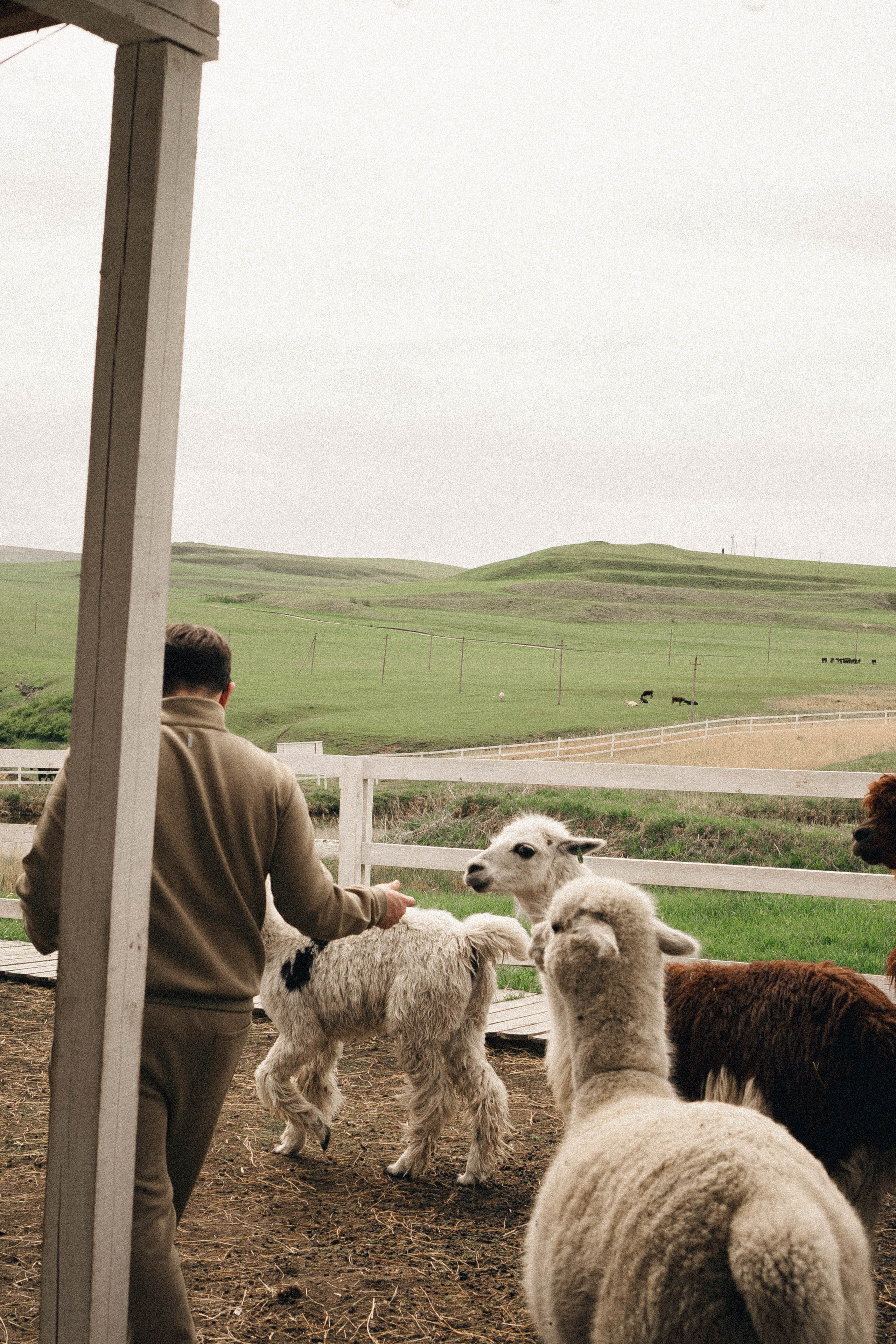Ферма Альпак. Профессиональный фотограф, Санкт-Петербург — Виктория Богомолова