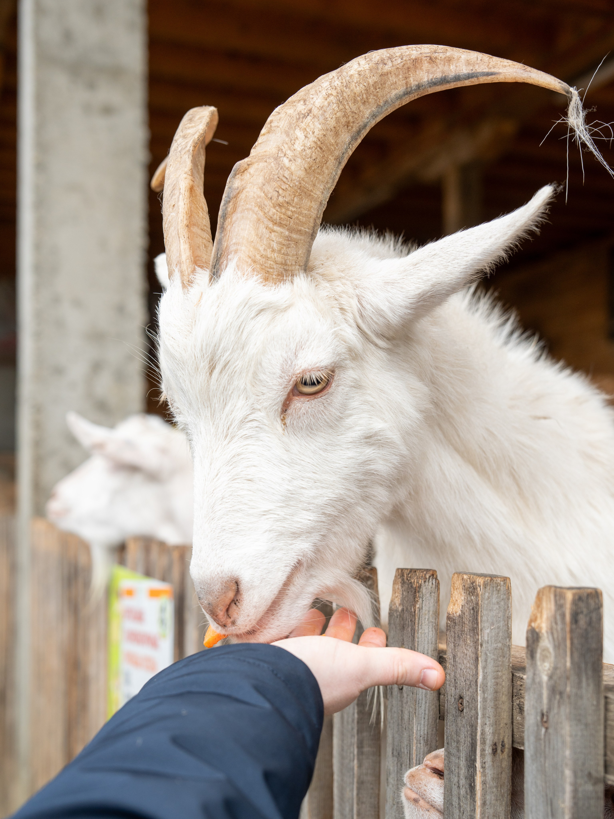 MICE мероприятие на ферме Экзархо. Репортажный фотограф в Красной Поляне и Сочи Павлюченко Екатерина