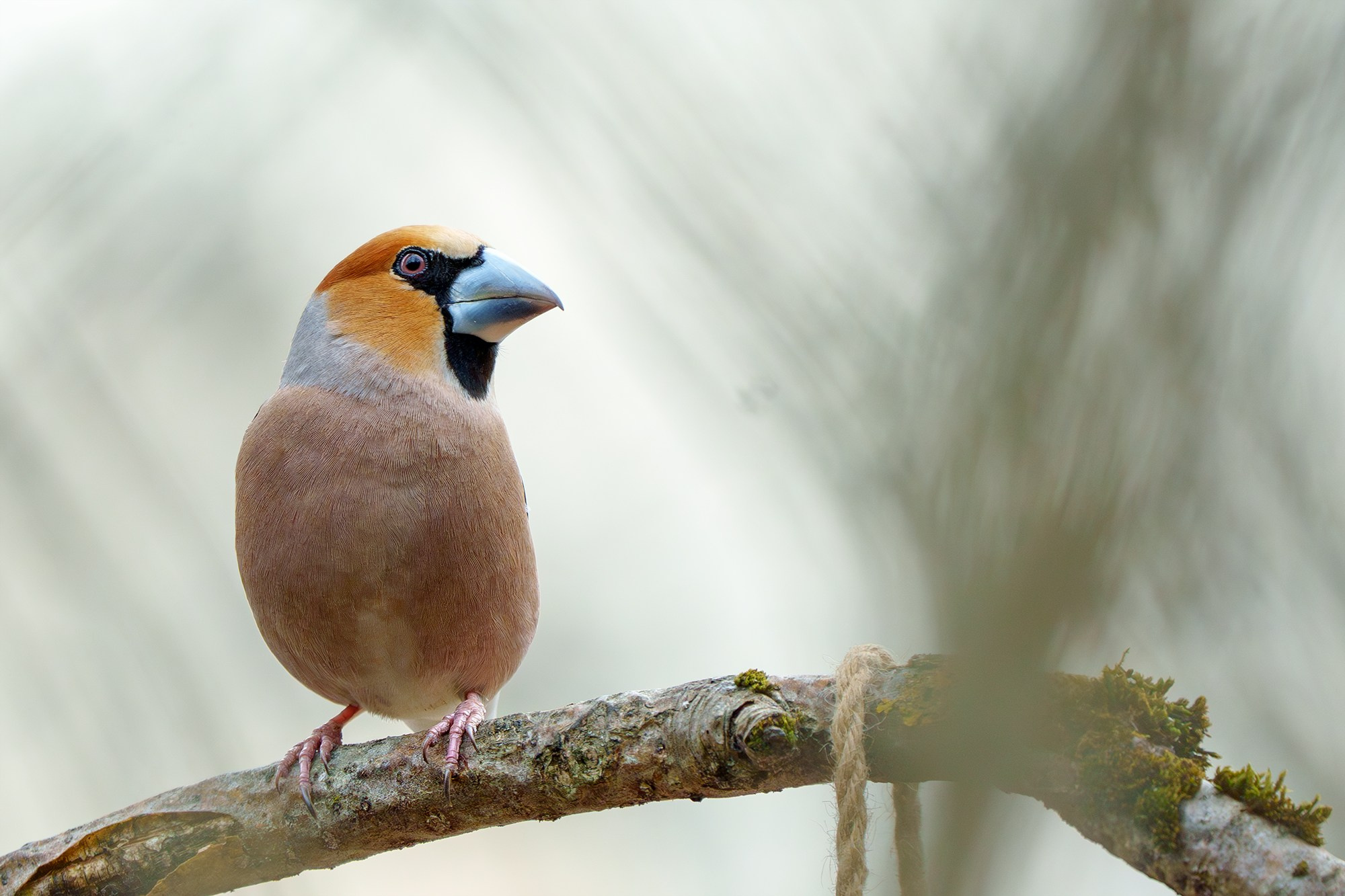 Удивительные мир птиц. Вокруг нас столько прекрасного — присмотритесь!. Ваш личный фотограф Марина Волкова