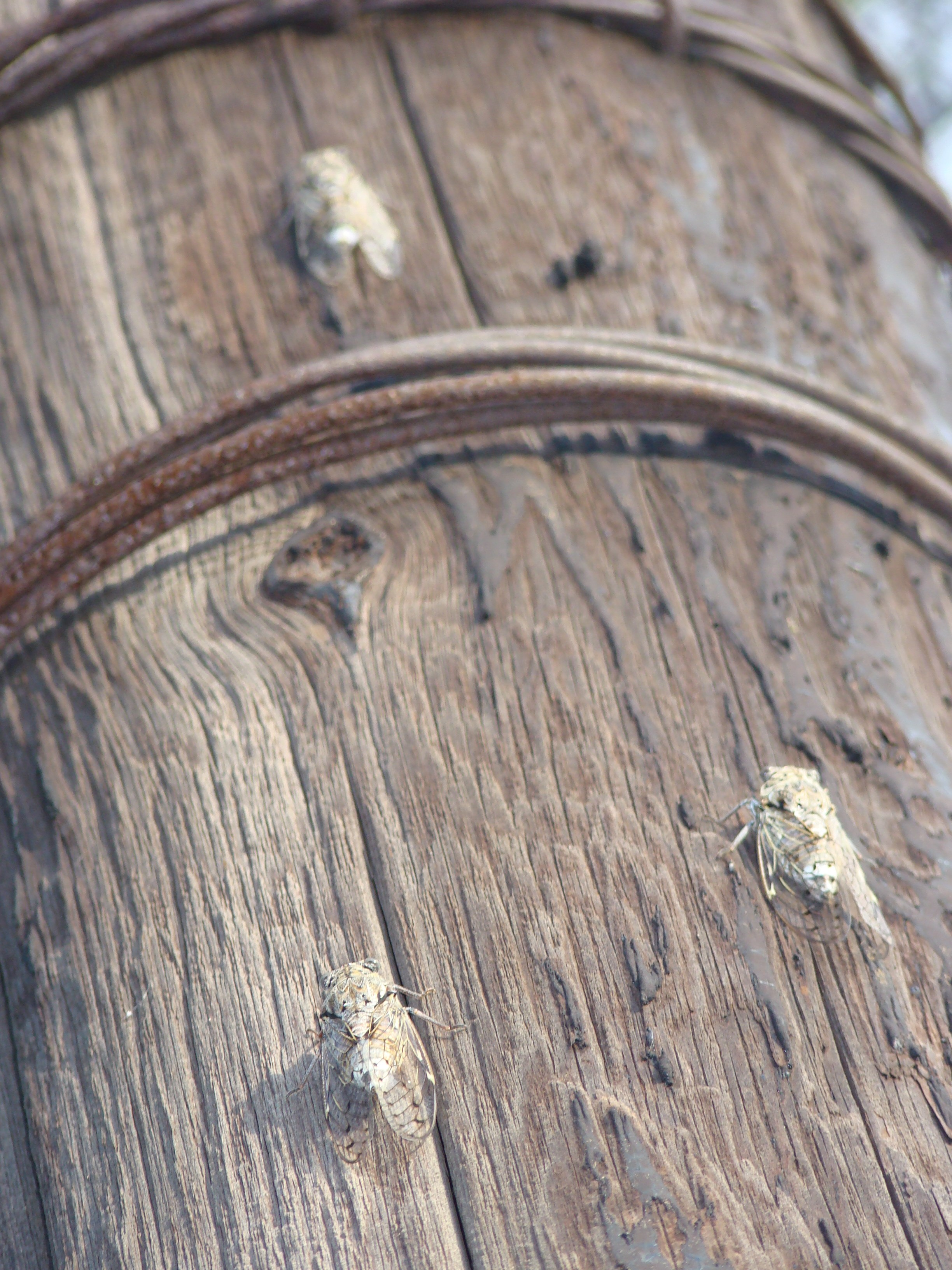 Кабардинка (фото Зевиных) 25.06-24.07.2008. Семейный, Свадебный фотограф СПБ Питер— Романова Екатерина