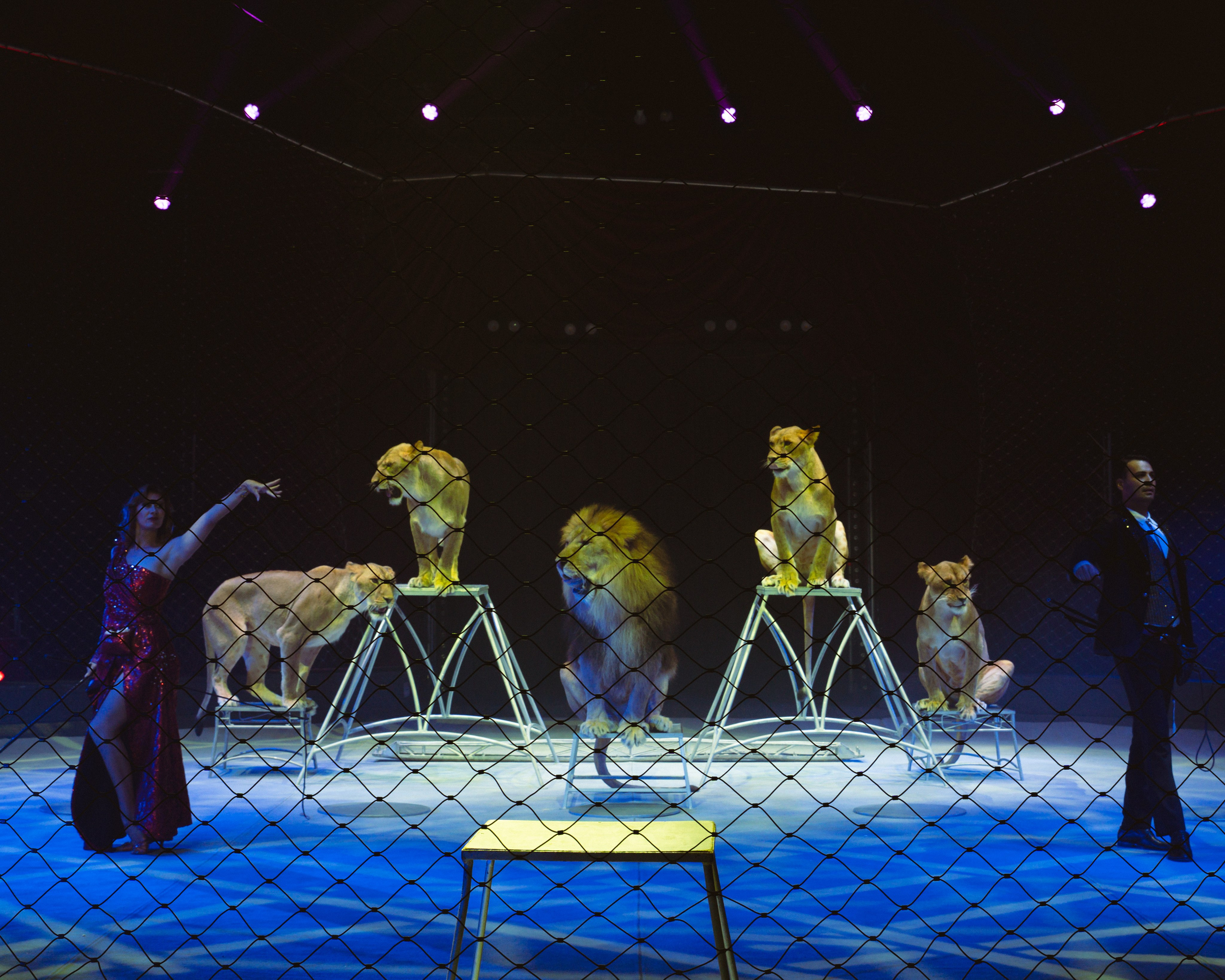 Circus. Фотограф в Москве Шалышко Ангелина