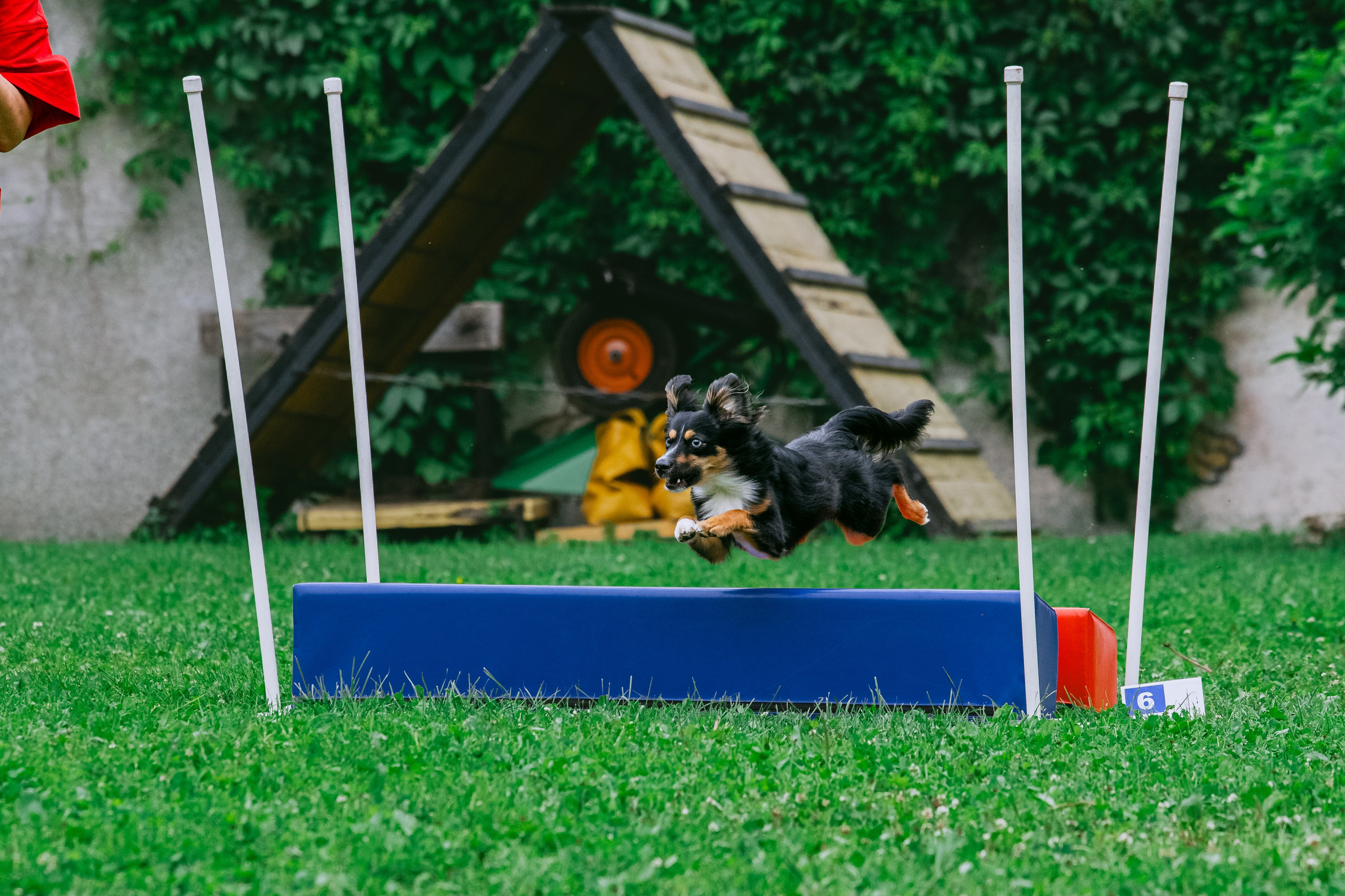 Соревнования по аджилити Долгопрудный 30.06.2025. Фотограф-анималист Татьяна Степанова
