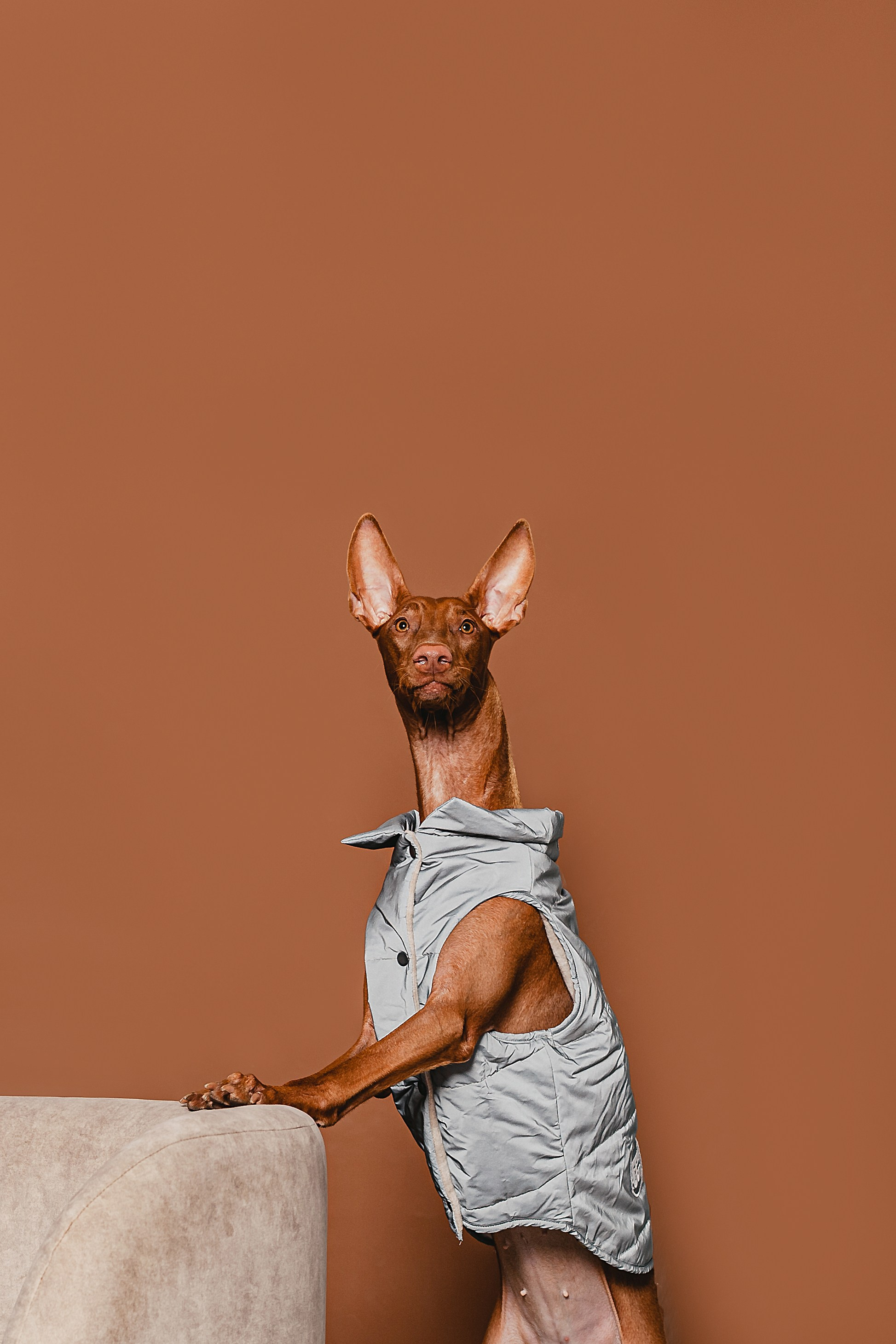 Съемка для бренда TEDDYBOY. Фотограф-анималист Татьяна Степанова