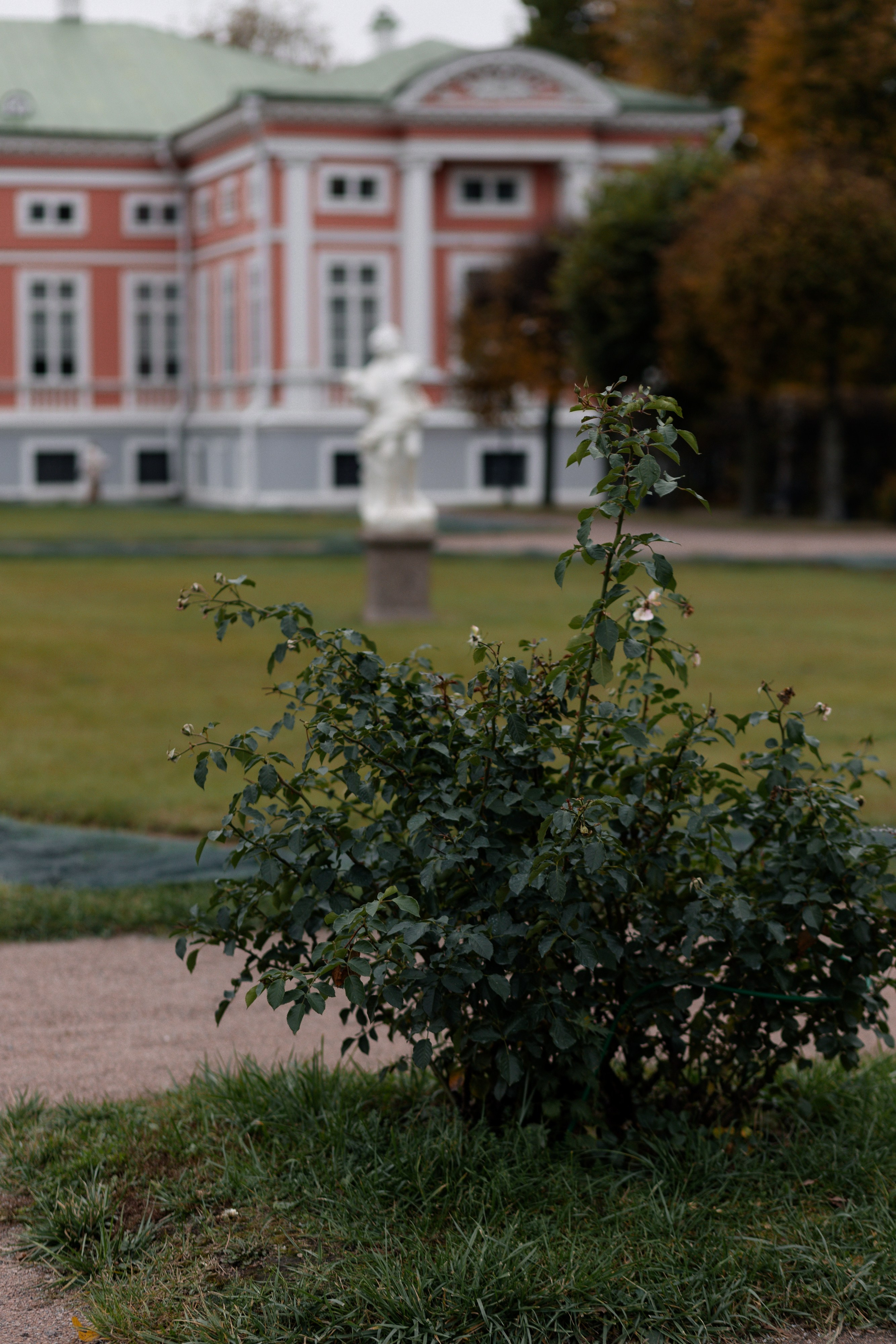 Даниил и Анастасия прогулка по Кусково. Свадебный фотограф в Москве