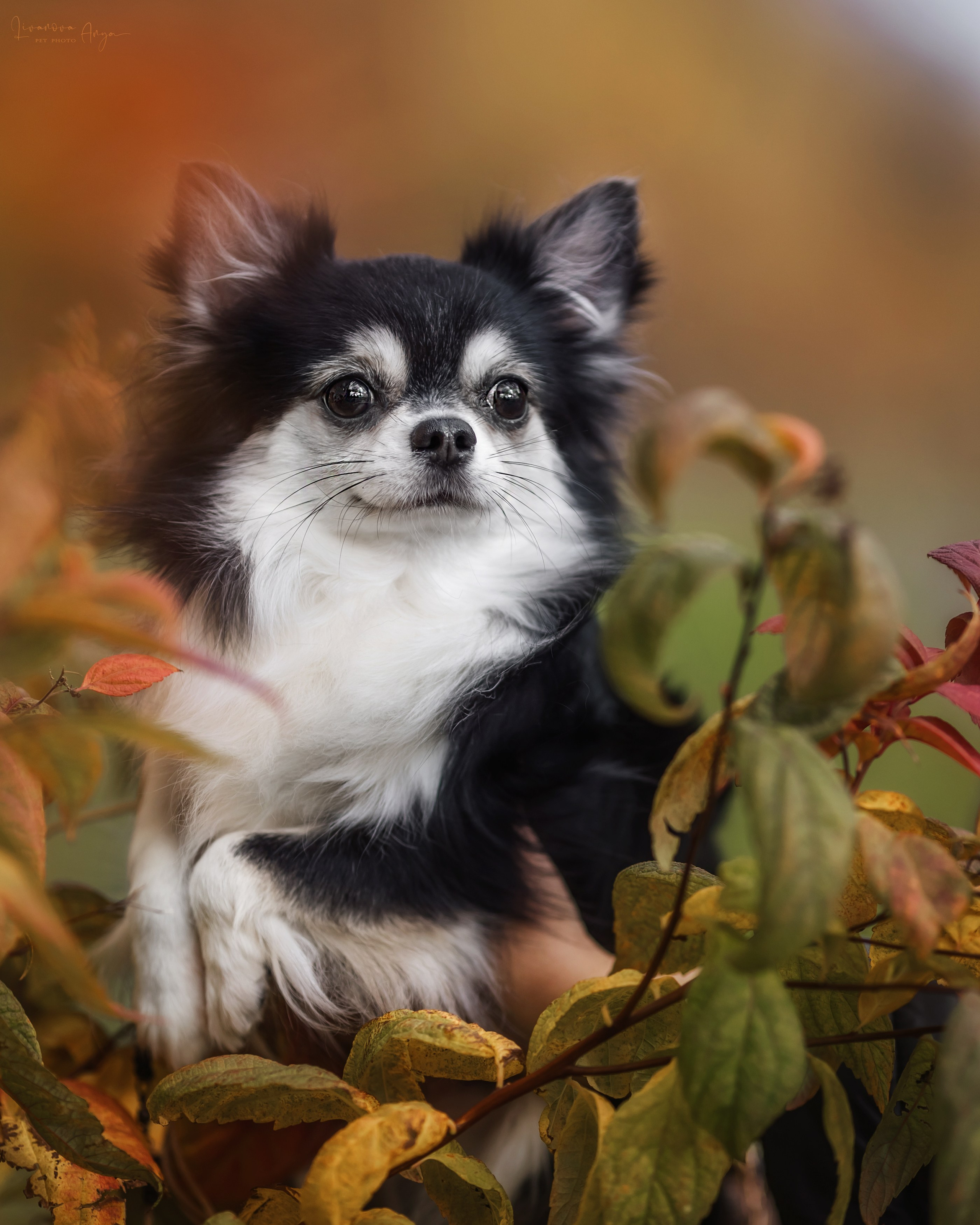Шпицы и чихуахуа. Фотограф анималист Аня Ливанова | Рыбинск
