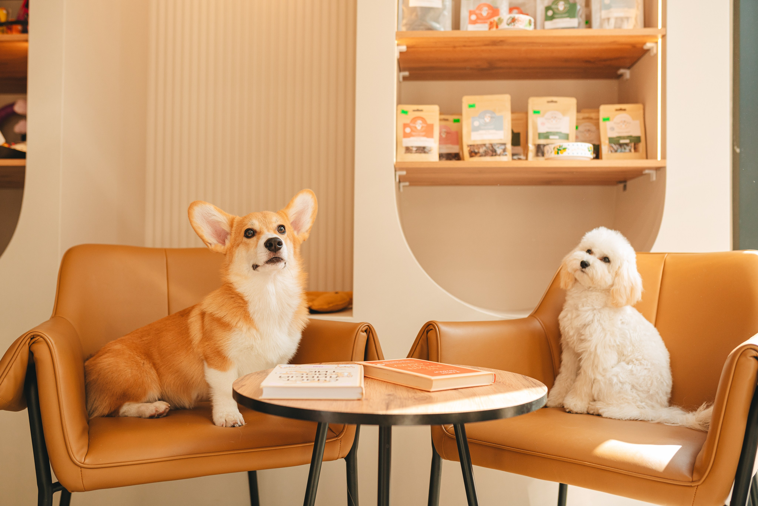 Груминг — салон. Фотограф анималист Осипчикова Мария