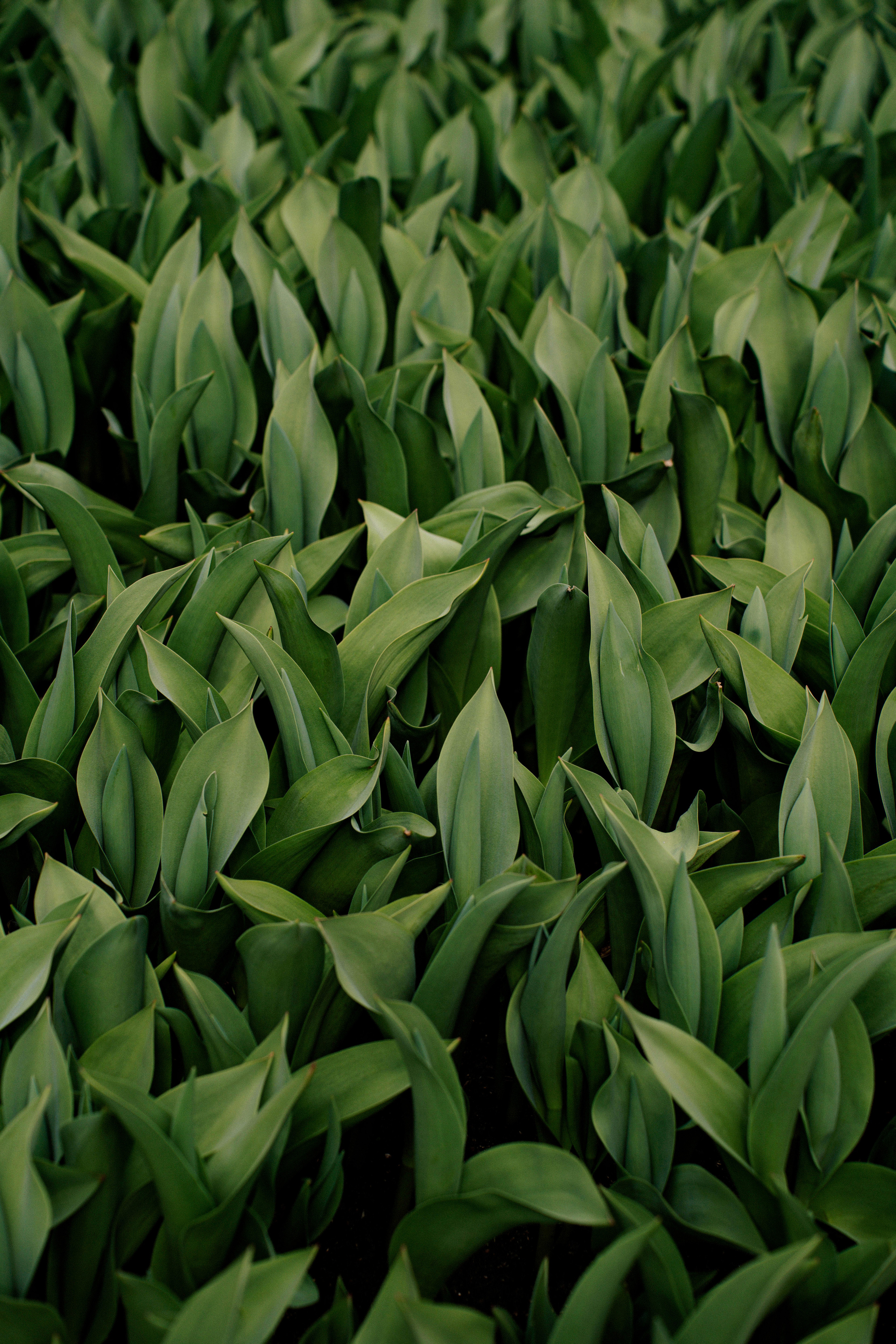 Свадебная фотосессия в ЗАГСе Барвиха Luxury Village