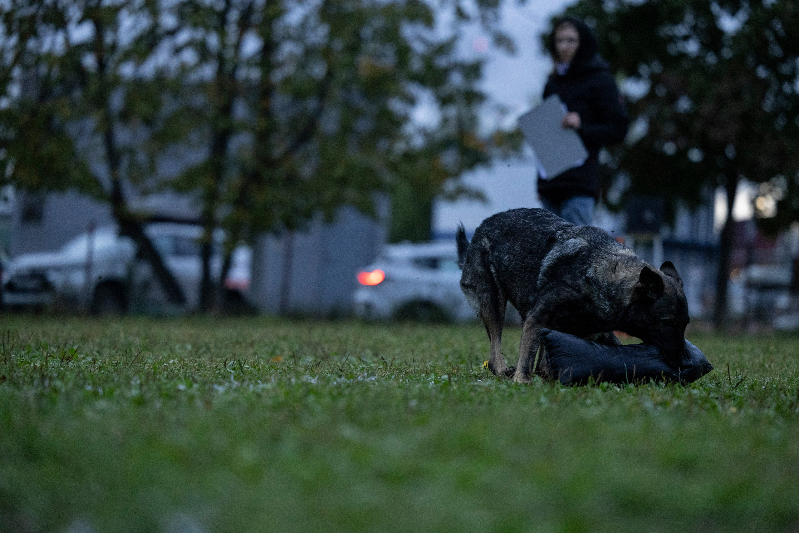 Испытания по Мондьорингу г. Пушкин. Фотограф-анималист Анна Маринич