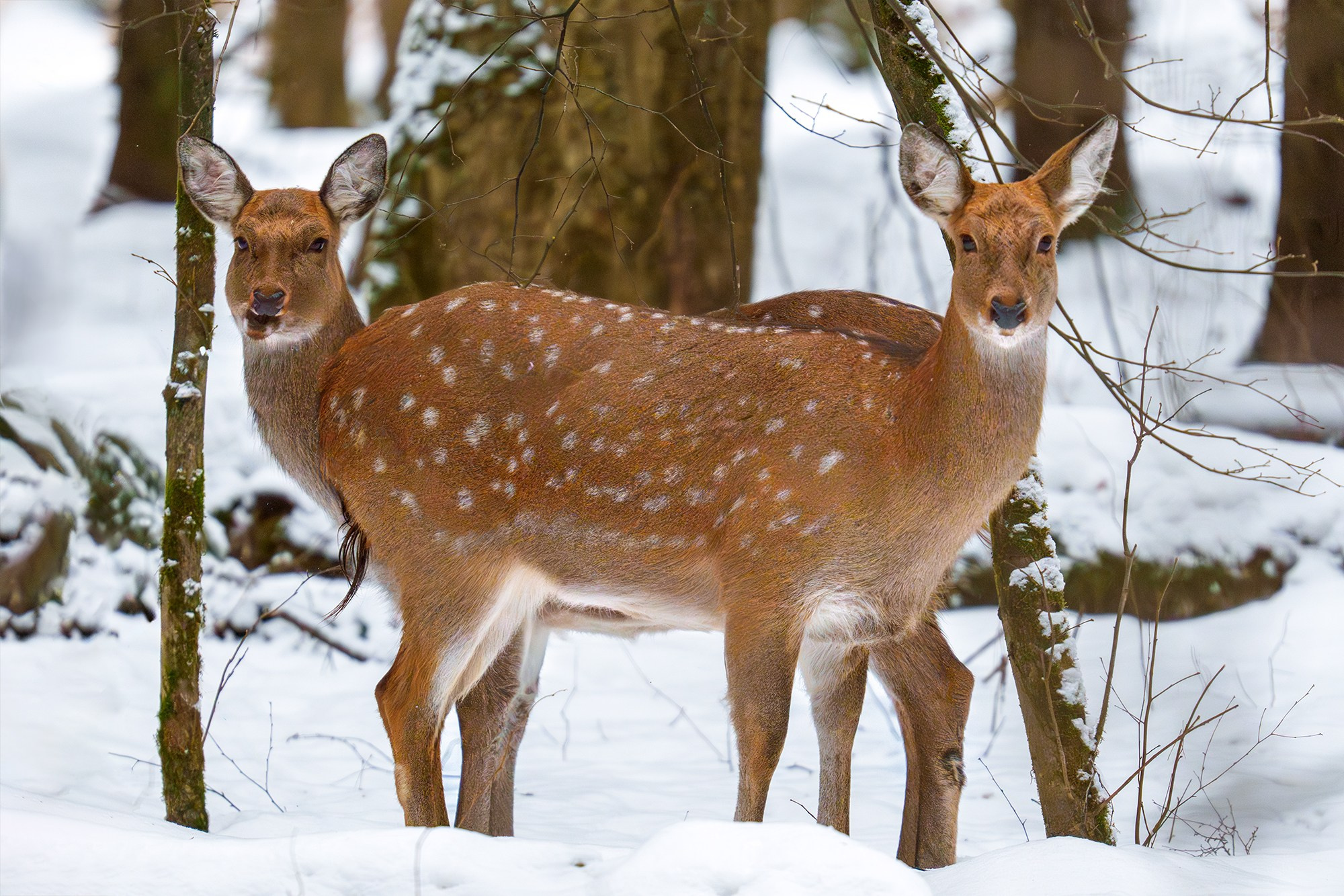 Животные. Ваш личный фотограф Марина Волкова