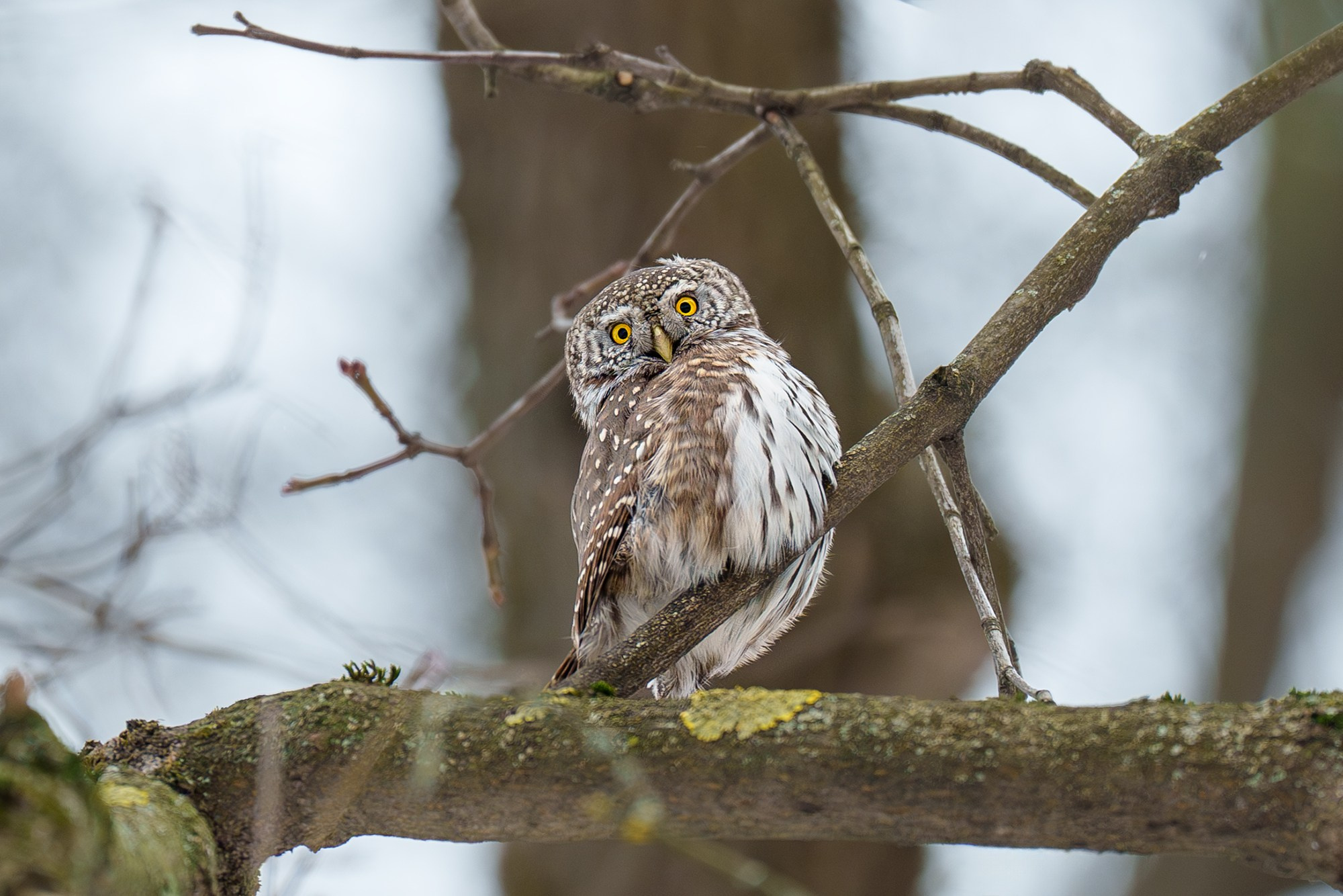 Удивительные мир птиц. Вокруг нас столько прекрасного — присмотритесь!. Ваш личный фотограф Марина Волкова