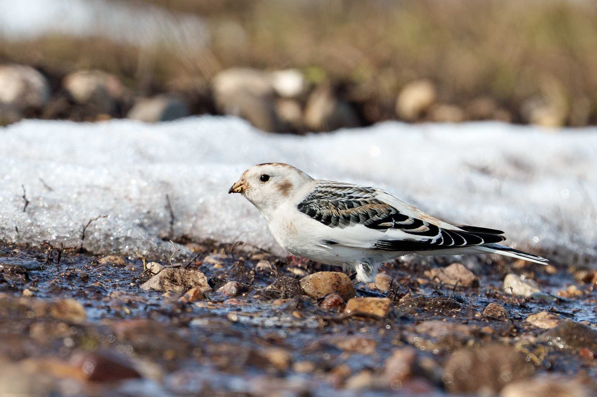 Удивительные мир птиц. Вокруг нас столько прекрасного — присмотритесь!. Ваш личный фотограф Марина Волкова