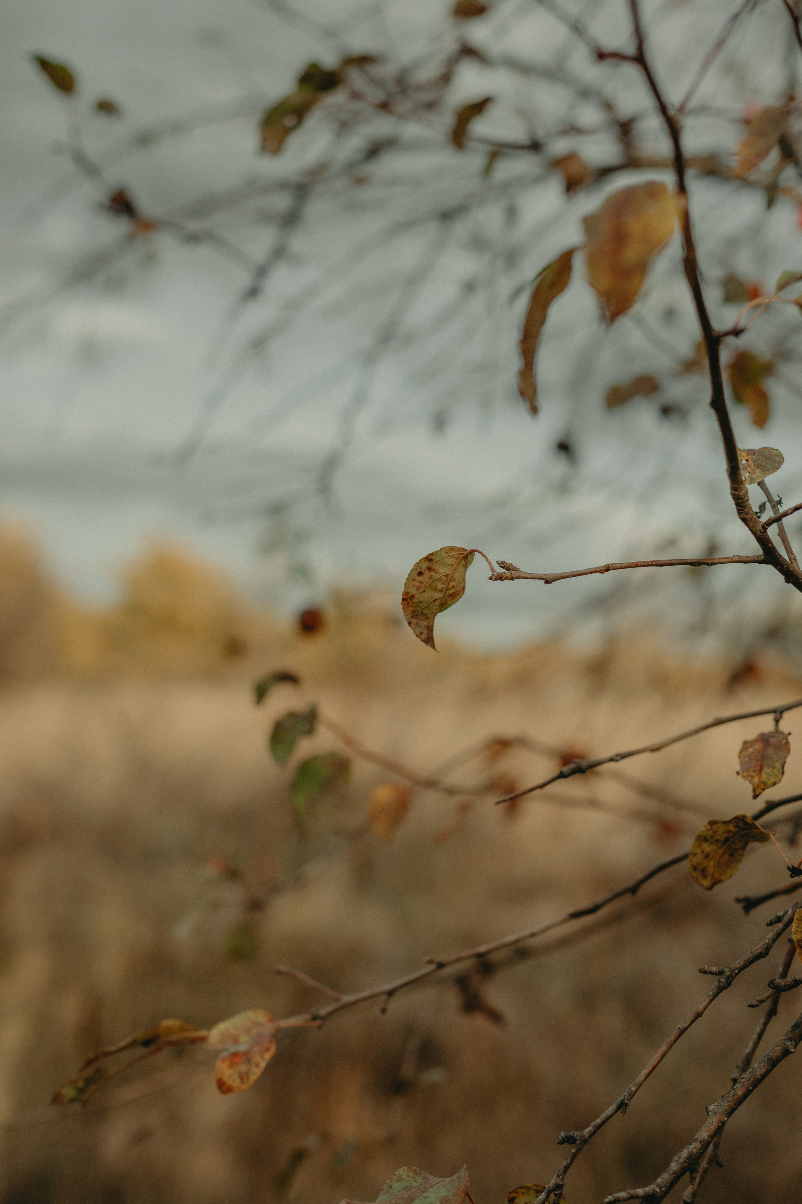 Осенняя загадка. Фотограф в Краснодаре Евгения Михаевич