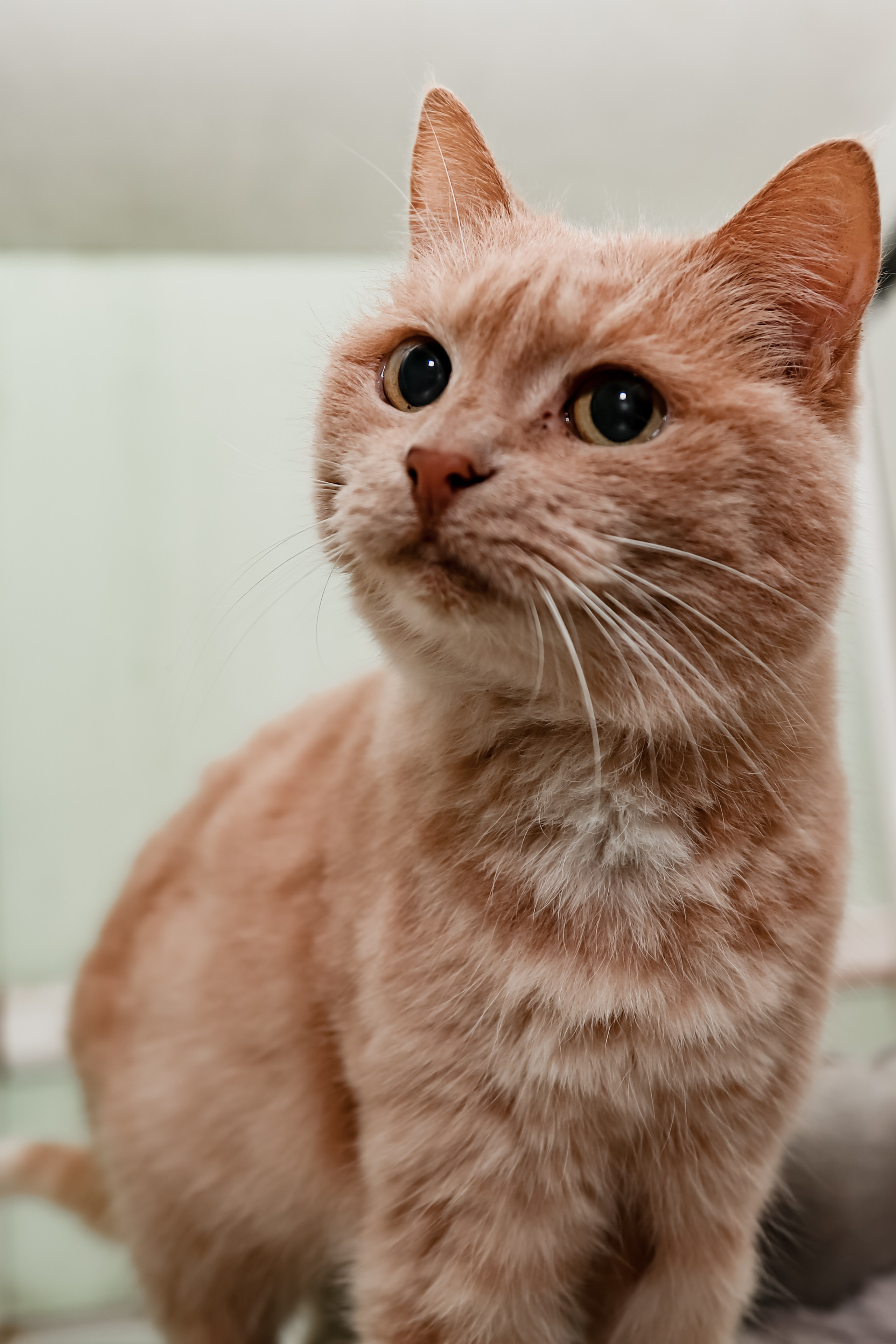 Приют Кошкин Дом Филимоша. Ваш фотограф в Оренбурге Рощупкина Екатерина