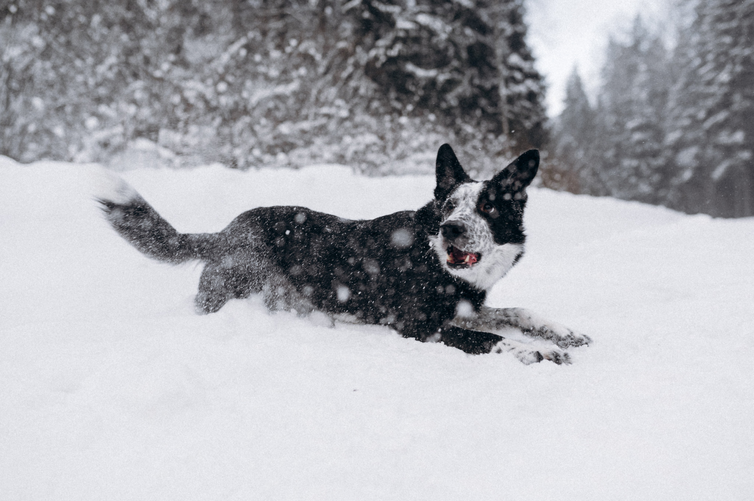 Аня и Милан. Фотограф анималист в Москве Ольга Агушева