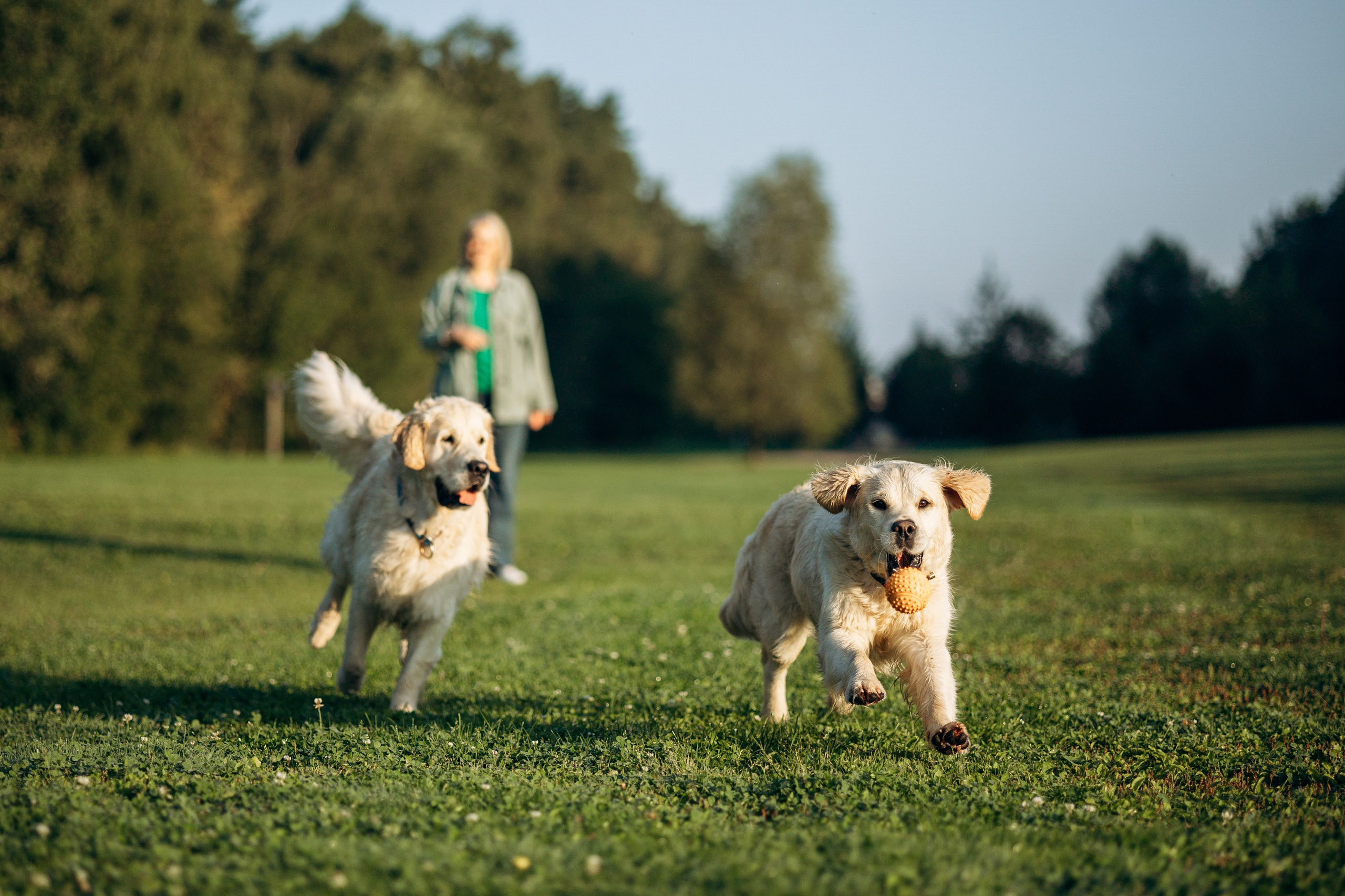 Ирина и ее золотинки. Фотограф — Анималист | Санкт-Петербург