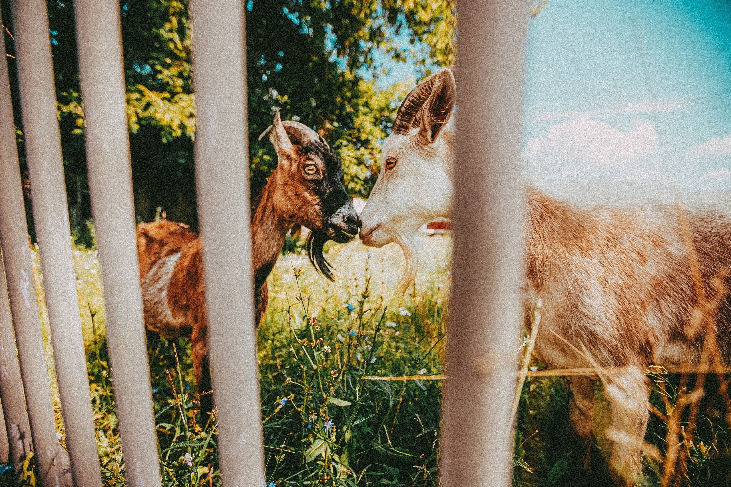 Свадебная фотосессия. Фотограф в городе Самара Александр Гераськин