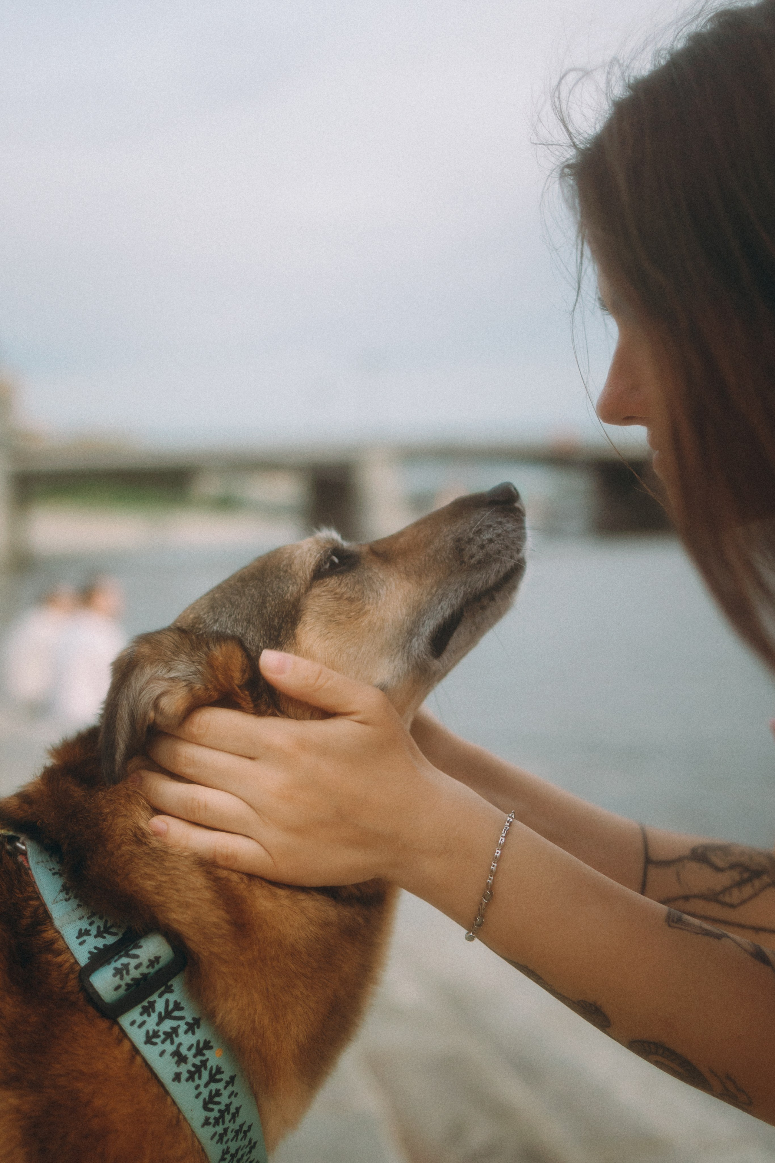 Глаша, Айрон, Ксюша и Оля. Фотограф анималист Анастасия Пикей