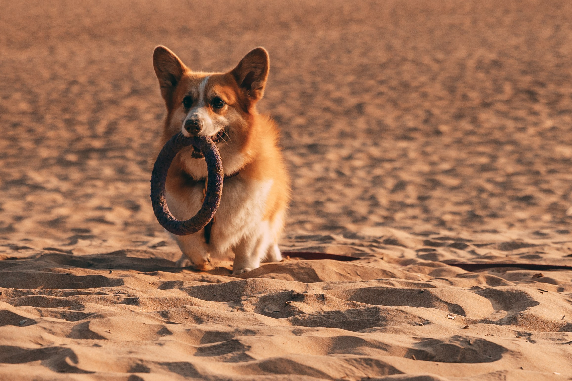 Семья Оли, Сестрорецк. Семейный фотограф в Санкт-Петербурге Алиса Мохова