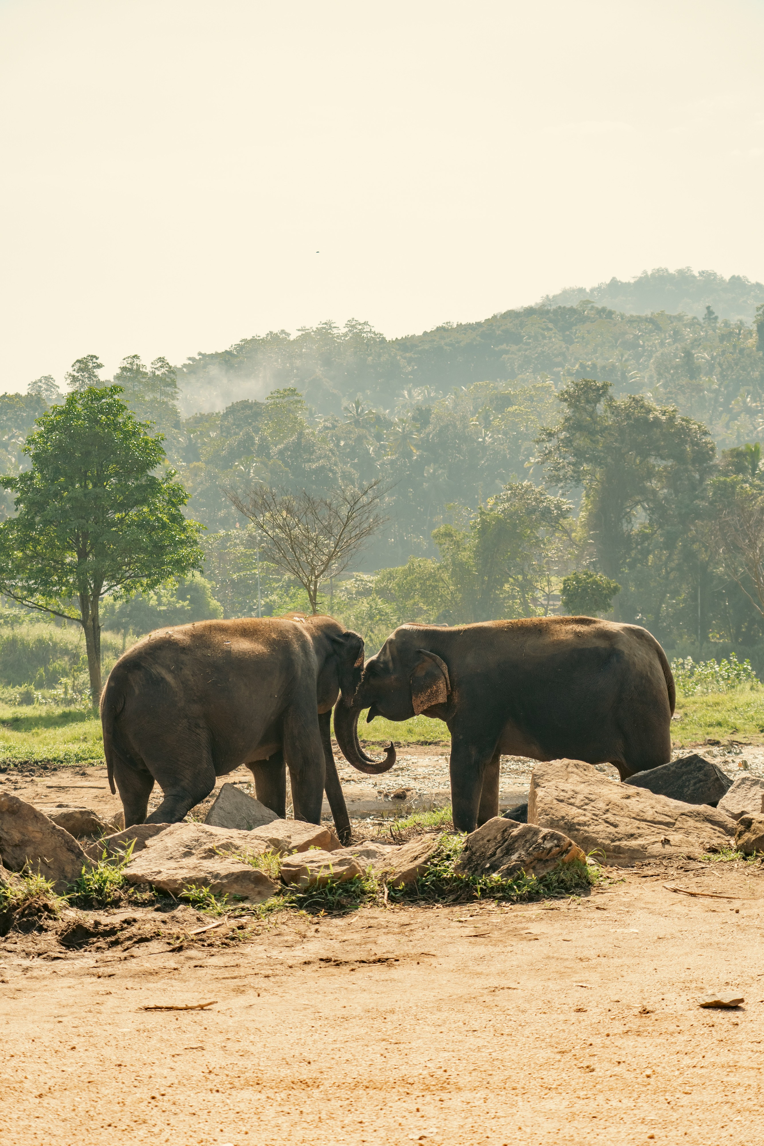 Promo content shooting for Ceylon Forward Tours