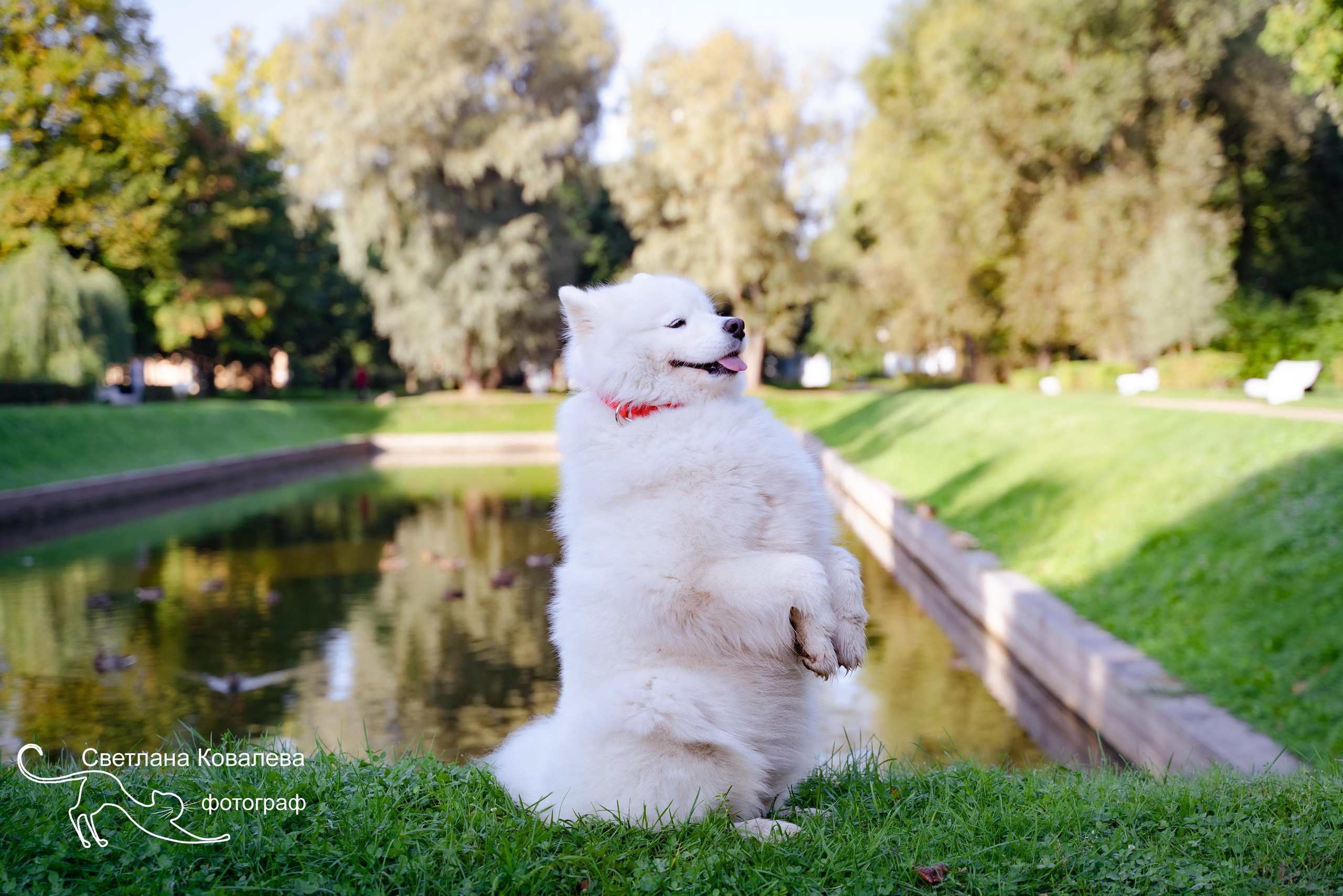 Съемка с животными. Питерский фотограф Светлана Ковалева