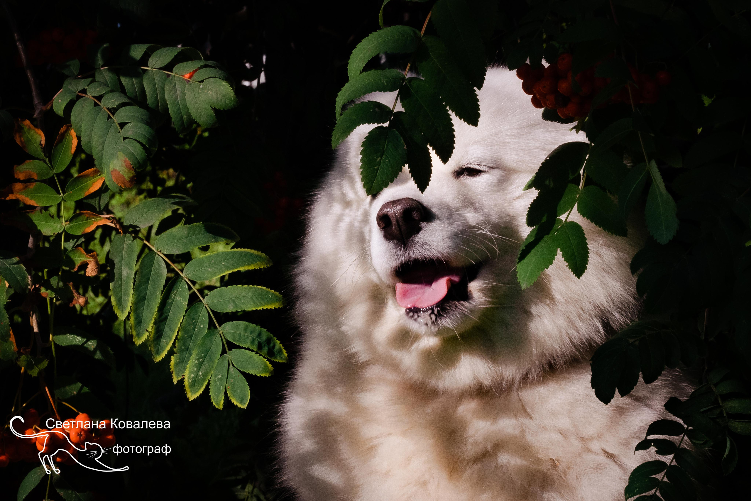 Съемка с животными. Питерский фотограф Светлана Ковалева