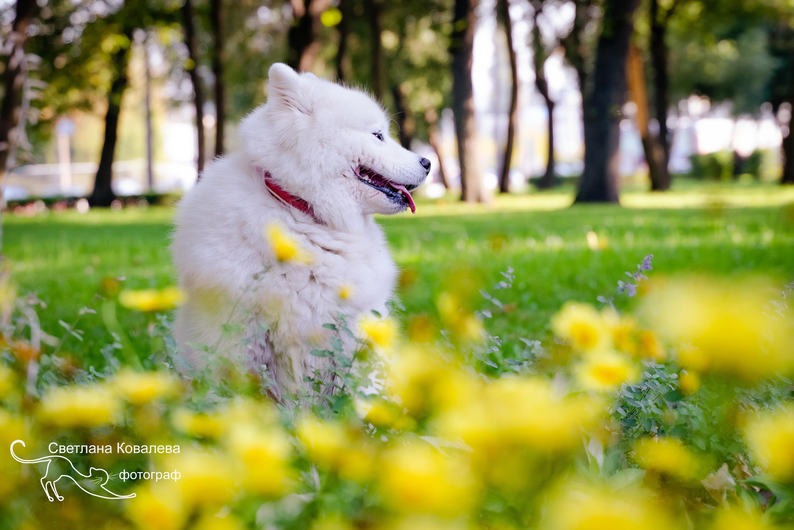 Съемка с животными. Питерский фотограф Светлана Ковалева