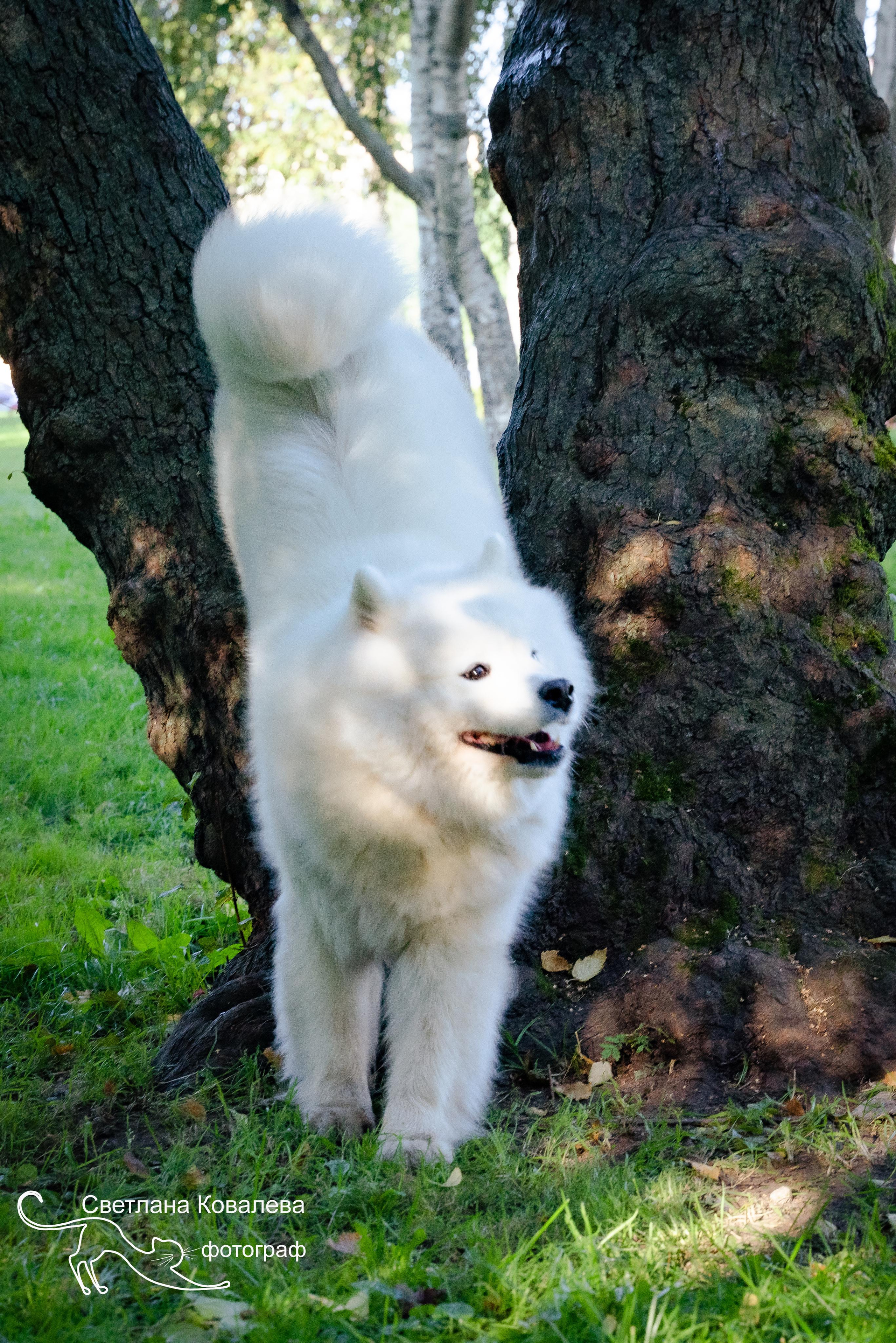 Съемка с животными. Питерский фотограф Светлана Ковалева