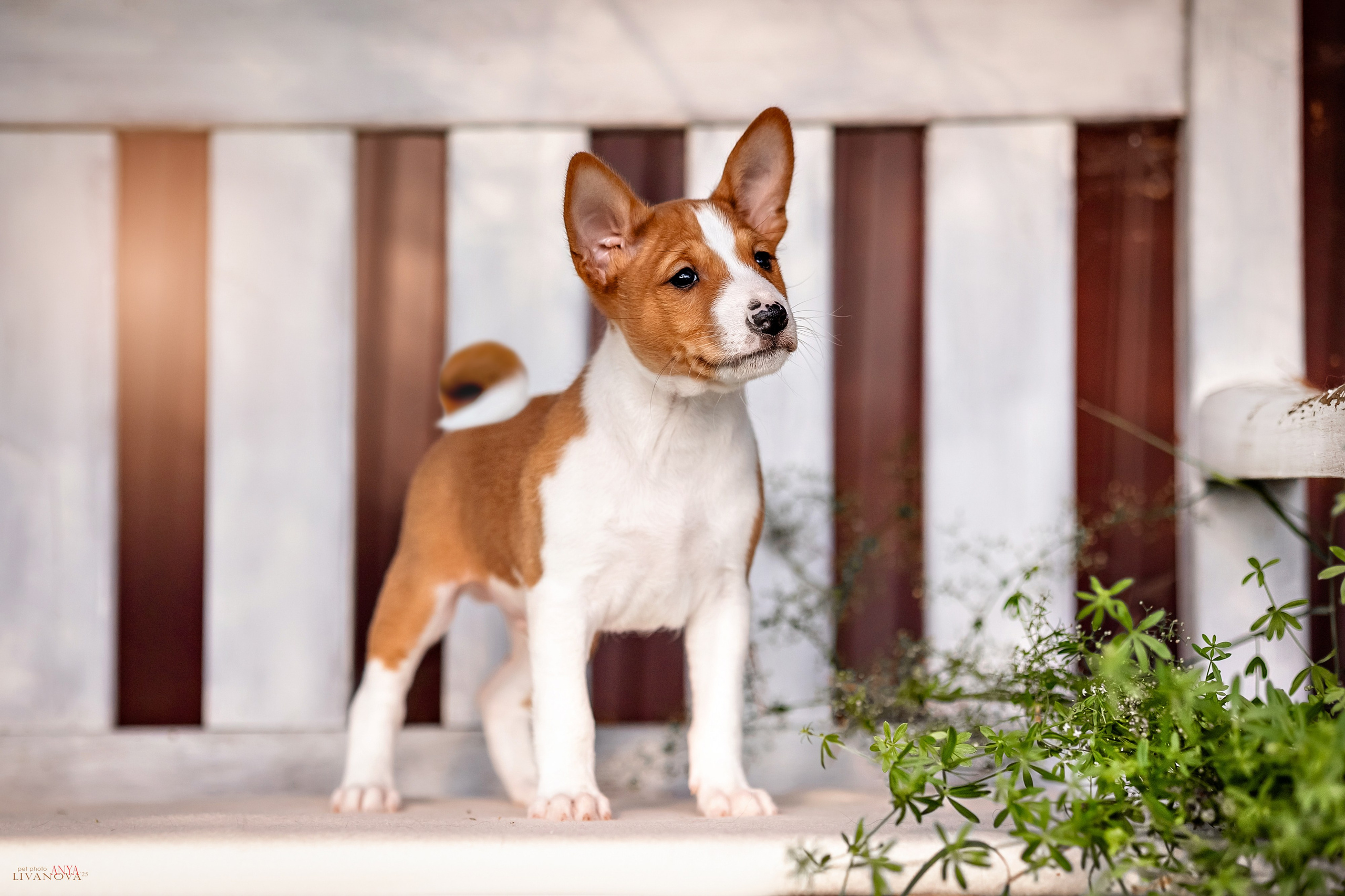 Басенджи. Фотограф анималист Аня Ливанова | Рыбинск