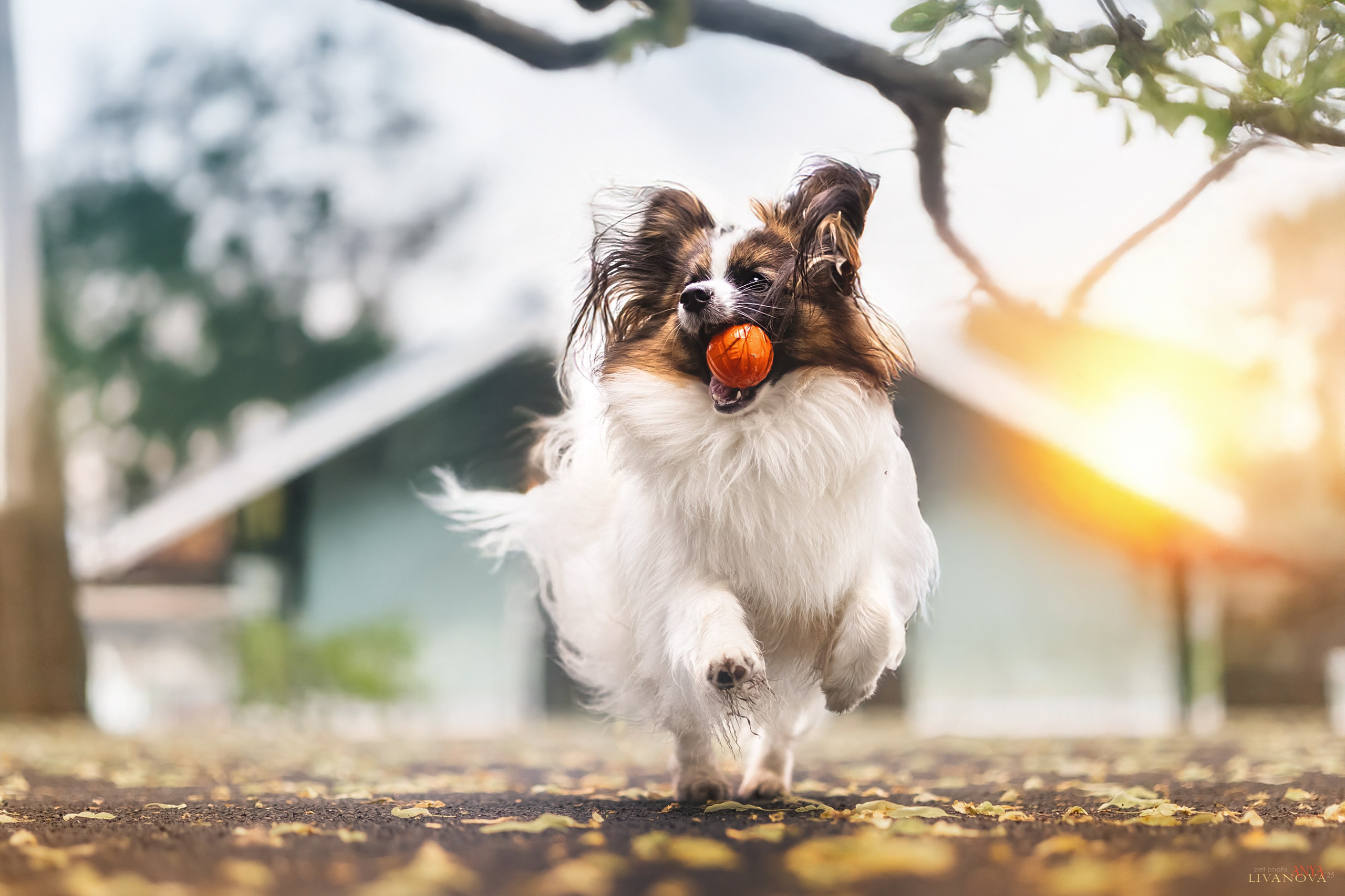 Хьюстон. Фотограф анималист Аня Ливанова | Рыбинск