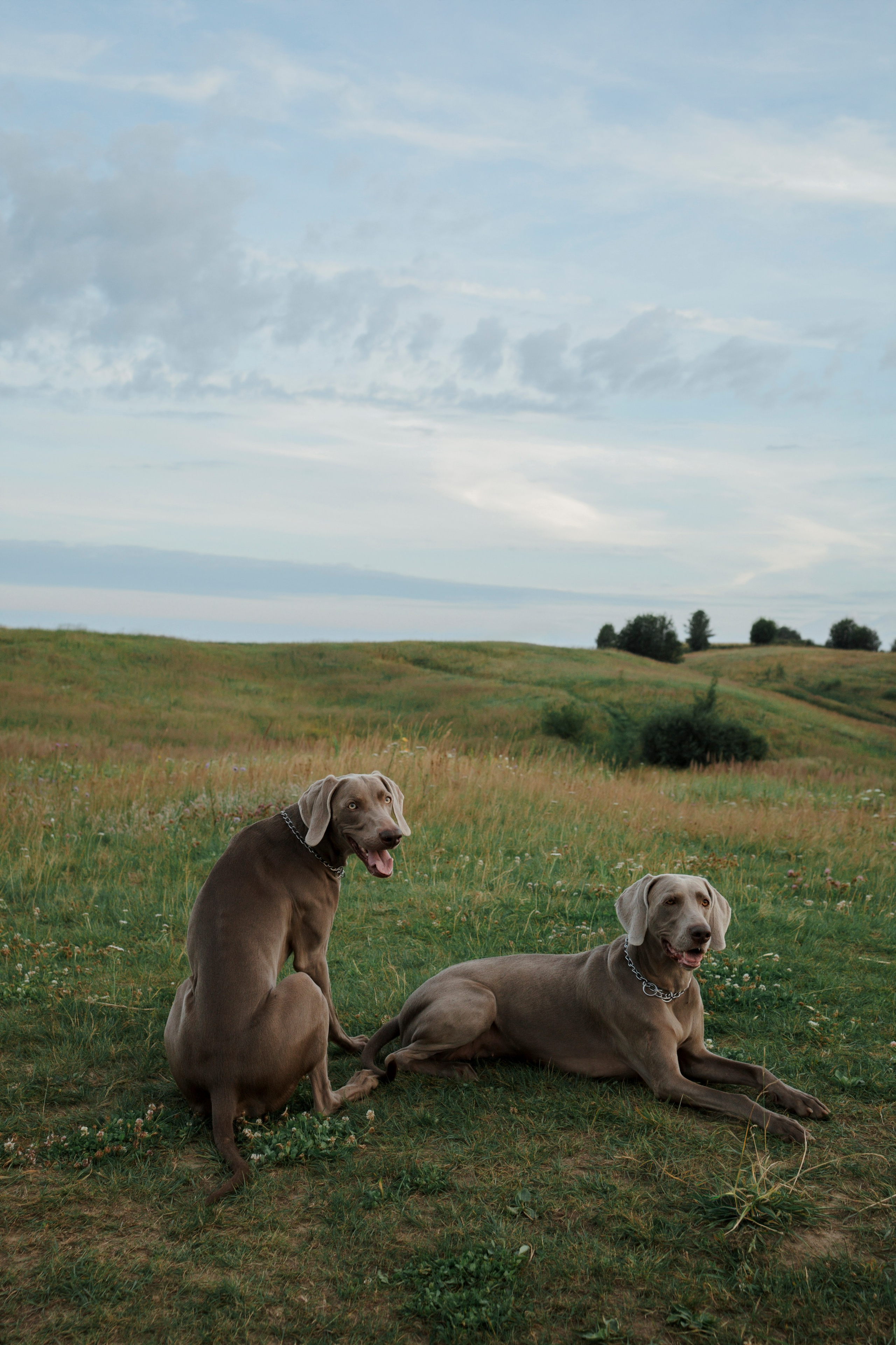 Маргарита и веймаранеры. Фотограф-анималист в Санкт-Петеребурге Титова Алиса