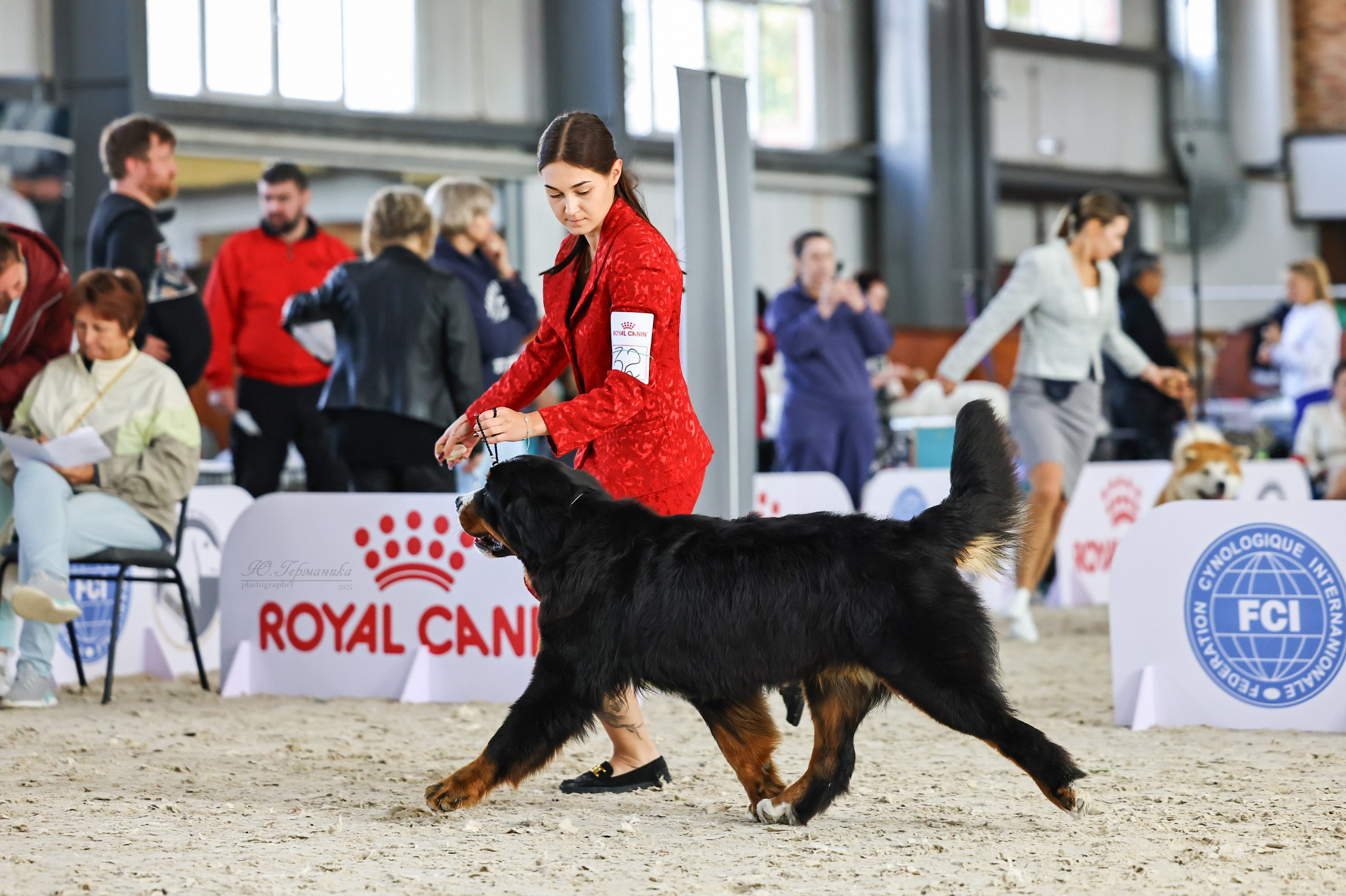 Астана 2хCACIB 26-28.09.2025. Фотограф-анималист Юлия Германика