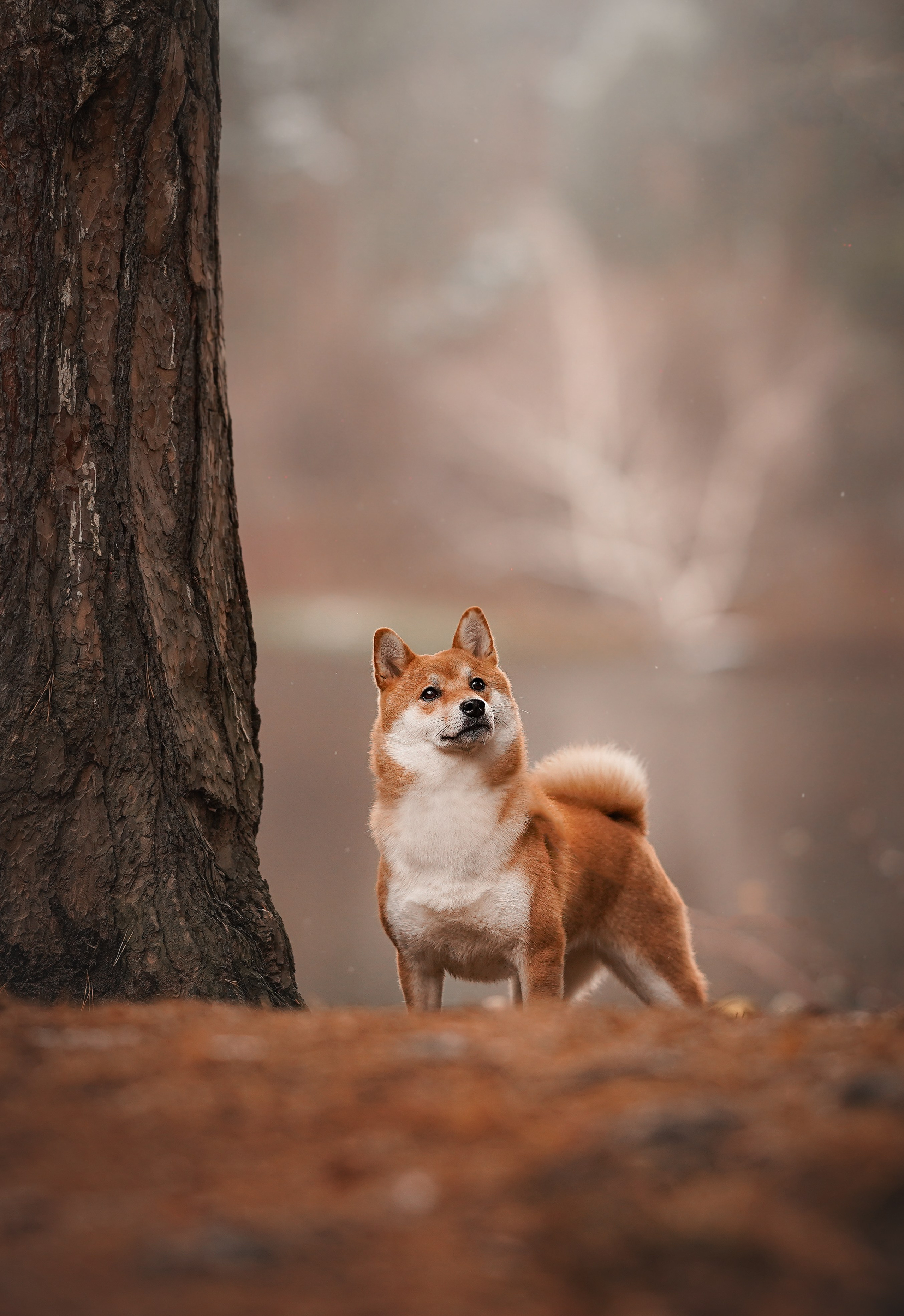 Алина и Юми. Фотограф-анималист в Санкт-Петербурге Яна Мартынова