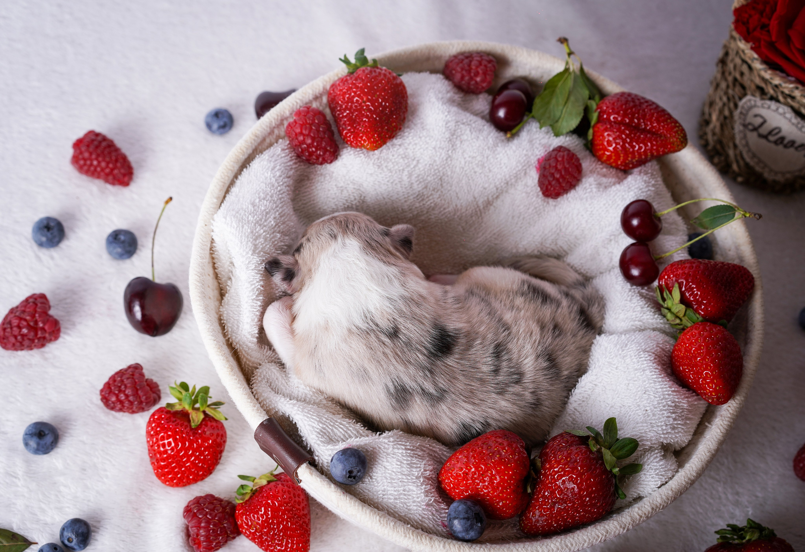 Щенки аусси. Фотограф-анималист в Санкт-Петербурге Яна Мартынова