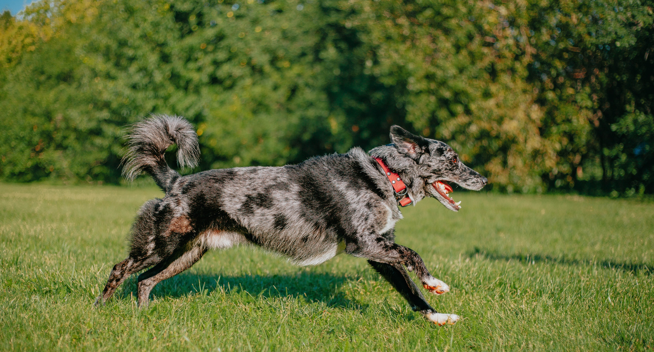 Вега и Гриша. Главная