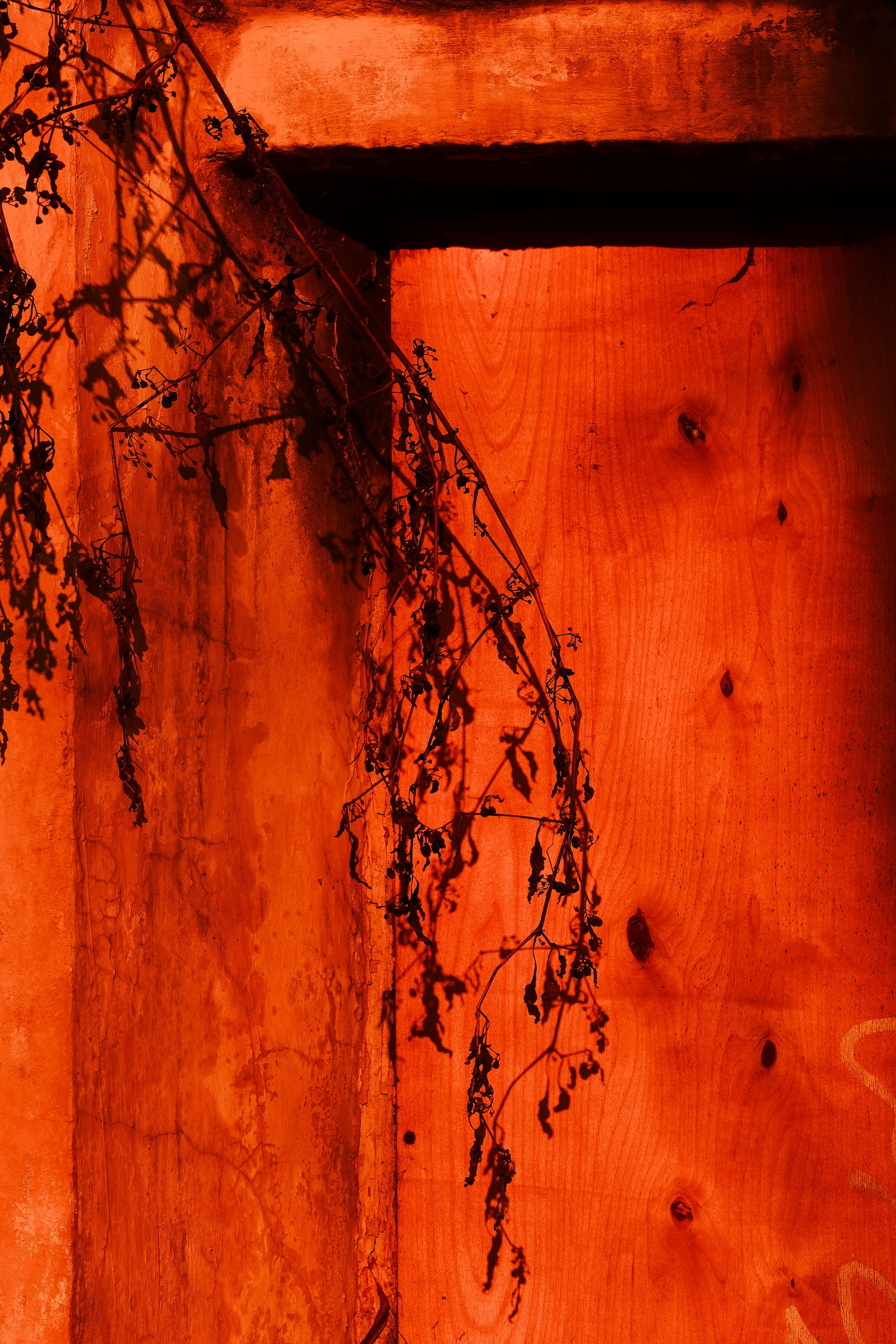 Фитография. Фотограф в Москве, в Самаре Инна Мамонова